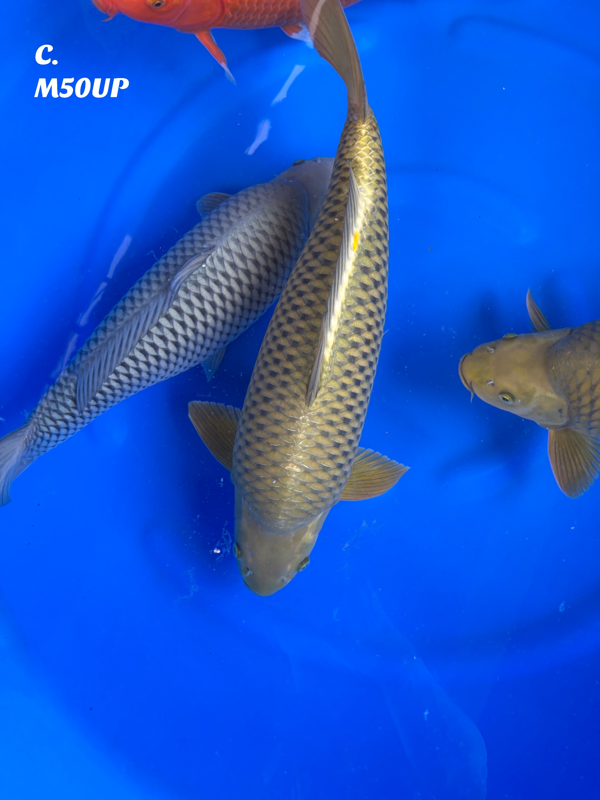 Lelang Koi Online, Jual Beli Ikan Koi, Pusat Jual Beli Koi, Info Lelang Koi Hari Ini, Platform Jual Beli Koi, Jual Beli Ikan Koi Online, Marketplace Ikan Koi, Jual Koi Terbaik, Tempat Beli Koi Berkualitas, Pasar Ikan Koi Online Terpercaya, Penjual Ikan Koi Terpercaya, Beli Koi Hias Online, Ikan Koi untuk Dijual, Koi Kualitas Terbaik, Toko Online Ikan Koi, Koi Hias Untuk Dijual, Jual Beli Ikan Koi Lokal, Koi Indonesia Online, Pusat Jual Beli Koi Terbesar