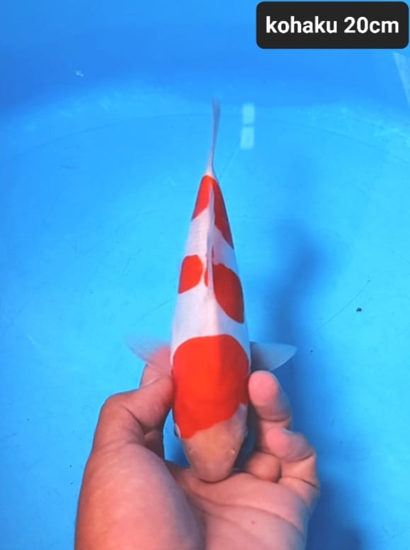 Lelang Koi Online, Jual Beli Ikan Koi, Pusat Jual Beli Koi, Info Lelang Koi Hari Ini, Platform Jual Beli Koi, Jual Beli Ikan Koi Online, Marketplace Ikan Koi, Jual Koi Terbaik, Tempat Beli Koi Berkualitas, Pasar Ikan Koi Online Terpercaya, Penjual Ikan Koi Terpercaya, Beli Koi Hias Online, Ikan Koi untuk Dijual, Koi Kualitas Terbaik, Toko Online Ikan Koi, Koi Hias Untuk Dijual, Jual Beli Ikan Koi Lokal, Koi Indonesia Online, Pusat Jual Beli Koi Terbesar