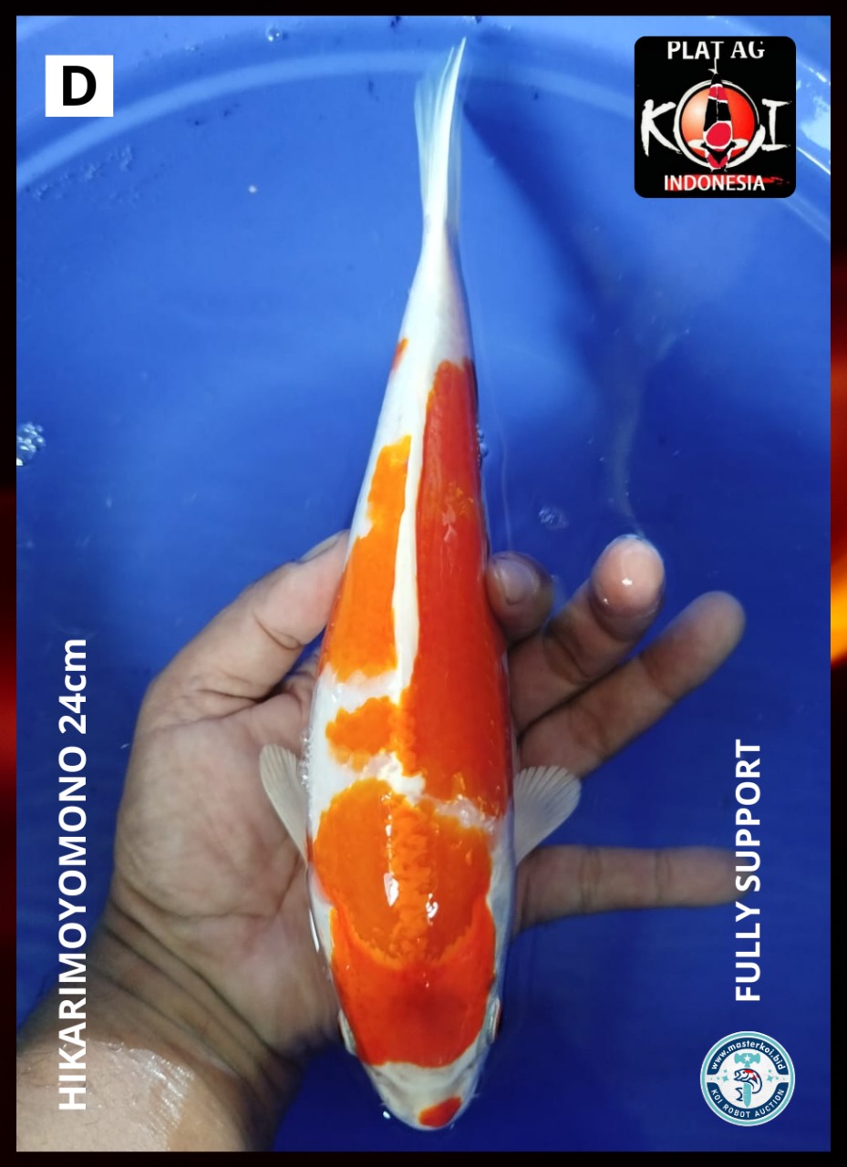Lelang Koi Online, Jual Beli Ikan Koi, Pusat Jual Beli Koi, Info Lelang Koi Hari Ini, Platform Jual Beli Koi, Jual Beli Ikan Koi Online, Marketplace Ikan Koi, Jual Koi Terbaik, Tempat Beli Koi Berkualitas, Pasar Ikan Koi Online Terpercaya, Penjual Ikan Koi Terpercaya, Beli Koi Hias Online, Ikan Koi untuk Dijual, Koi Kualitas Terbaik, Toko Online Ikan Koi, Koi Hias Untuk Dijual, Jual Beli Ikan Koi Lokal, Koi Indonesia Online, Pusat Jual Beli Koi Terbesar