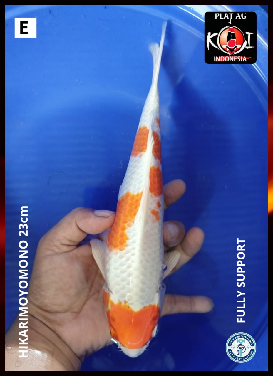 Lelang Koi Online, Jual Beli Ikan Koi, Pusat Jual Beli Koi, Info Lelang Koi Hari Ini, Platform Jual Beli Koi, Jual Beli Ikan Koi Online, Marketplace Ikan Koi, Jual Koi Terbaik, Tempat Beli Koi Berkualitas, Pasar Ikan Koi Online Terpercaya, Penjual Ikan Koi Terpercaya, Beli Koi Hias Online, Ikan Koi untuk Dijual, Koi Kualitas Terbaik, Toko Online Ikan Koi, Koi Hias Untuk Dijual, Jual Beli Ikan Koi Lokal, Koi Indonesia Online, Pusat Jual Beli Koi Terbesar