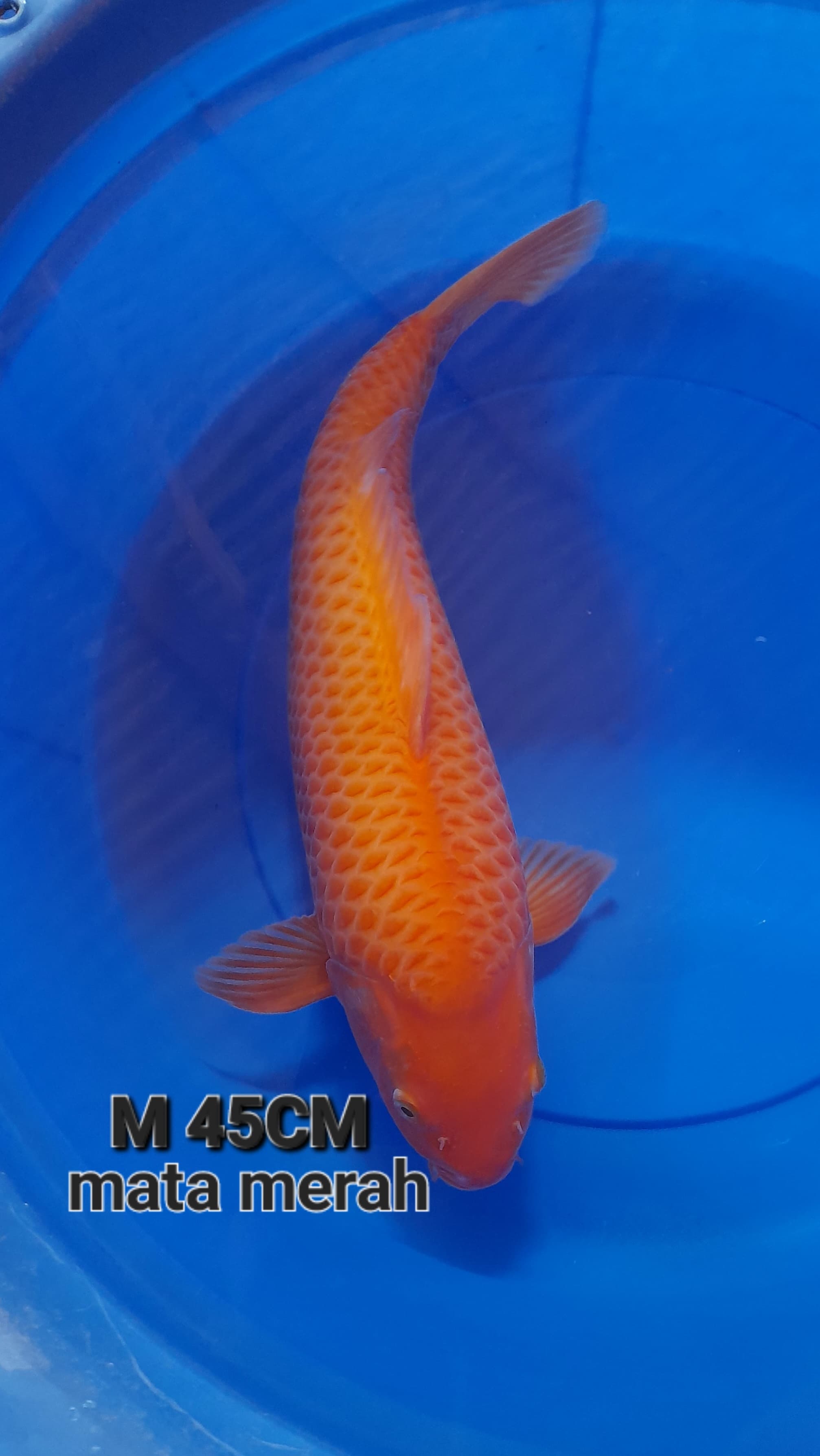 Lelang Koi Online, Jual Beli Ikan Koi, Pusat Jual Beli Koi, Info Lelang Koi Hari Ini, Platform Jual Beli Koi, Jual Beli Ikan Koi Online, Marketplace Ikan Koi, Jual Koi Terbaik, Tempat Beli Koi Berkualitas, Pasar Ikan Koi Online Terpercaya, Penjual Ikan Koi Terpercaya, Beli Koi Hias Online, Ikan Koi untuk Dijual, Koi Kualitas Terbaik, Toko Online Ikan Koi, Koi Hias Untuk Dijual, Jual Beli Ikan Koi Lokal, Koi Indonesia Online, Pusat Jual Beli Koi Terbesar