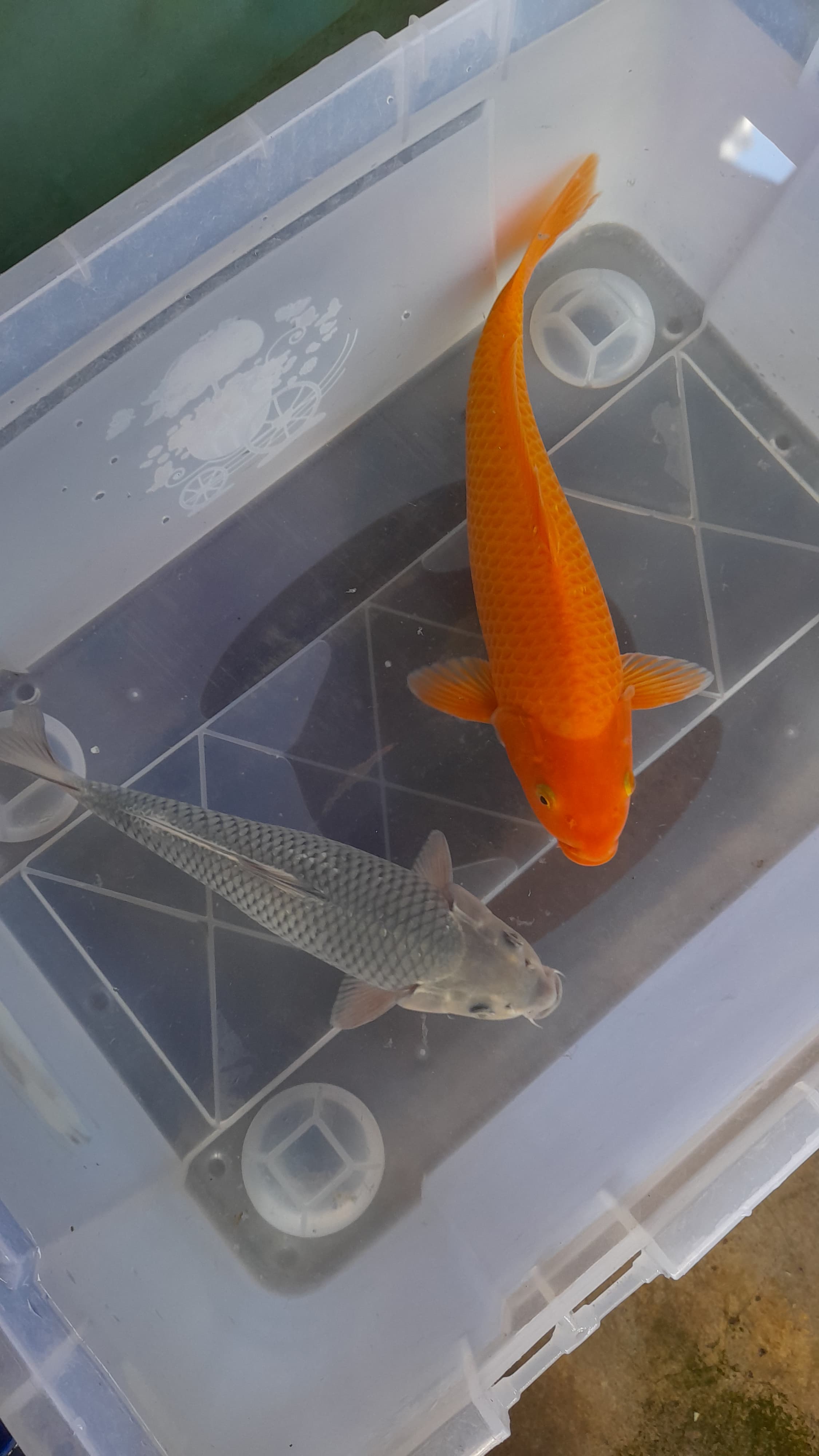 Lelang Koi Online, Jual Beli Ikan Koi, Pusat Jual Beli Koi, Info Lelang Koi Hari Ini, Platform Jual Beli Koi, Jual Beli Ikan Koi Online, Marketplace Ikan Koi, Jual Koi Terbaik, Tempat Beli Koi Berkualitas, Pasar Ikan Koi Online Terpercaya, Penjual Ikan Koi Terpercaya, Beli Koi Hias Online, Ikan Koi untuk Dijual, Koi Kualitas Terbaik, Toko Online Ikan Koi, Koi Hias Untuk Dijual, Jual Beli Ikan Koi Lokal, Koi Indonesia Online, Pusat Jual Beli Koi Terbesar