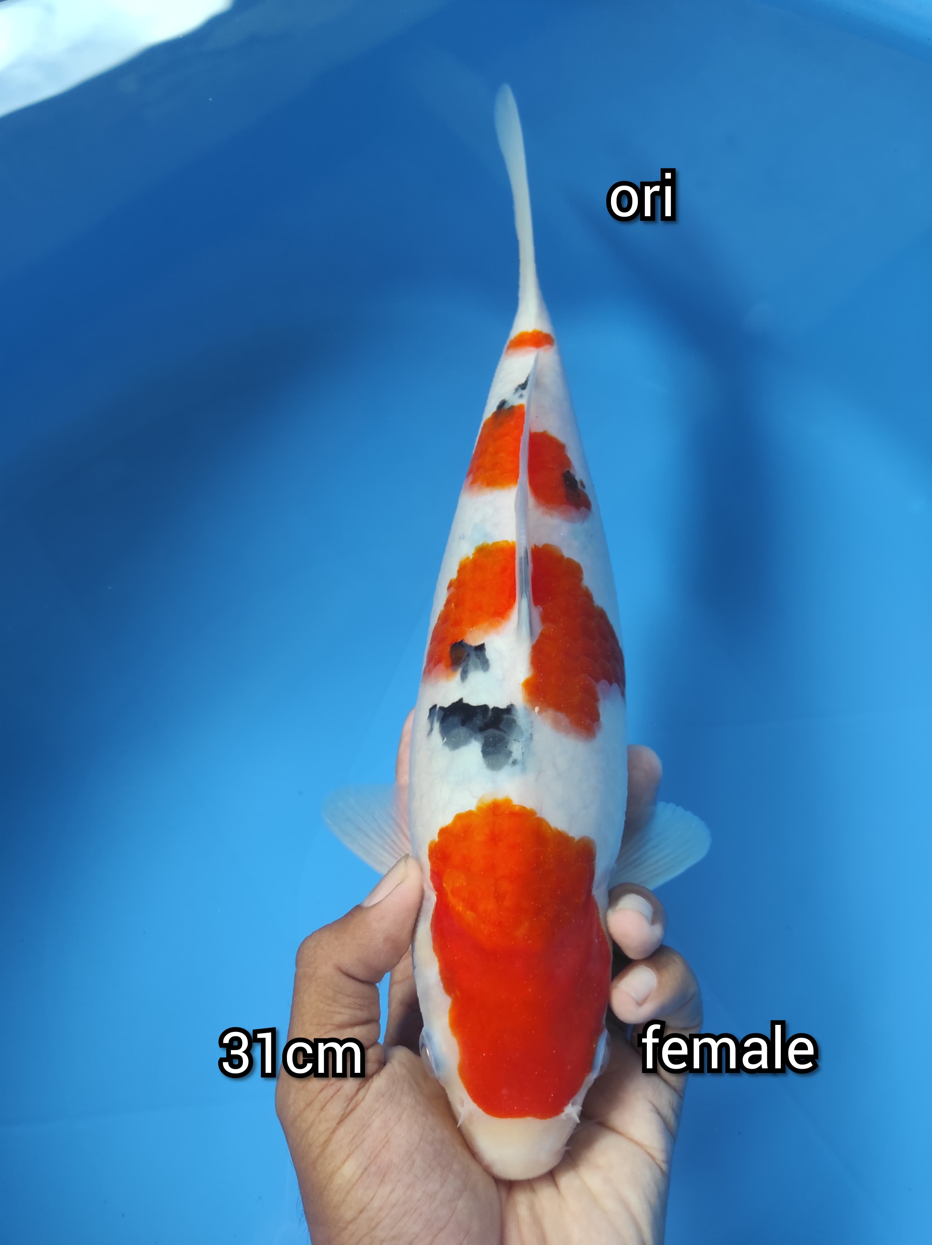 Lelang Koi Online, Jual Beli Ikan Koi, Pusat Jual Beli Koi, Info Lelang Koi Hari Ini, Platform Jual Beli Koi, Jual Beli Ikan Koi Online, Marketplace Ikan Koi, Jual Koi Terbaik, Tempat Beli Koi Berkualitas, Pasar Ikan Koi Online Terpercaya, Penjual Ikan Koi Terpercaya, Beli Koi Hias Online, Ikan Koi untuk Dijual, Koi Kualitas Terbaik, Toko Online Ikan Koi, Koi Hias Untuk Dijual, Jual Beli Ikan Koi Lokal, Koi Indonesia Online, Pusat Jual Beli Koi Terbesar