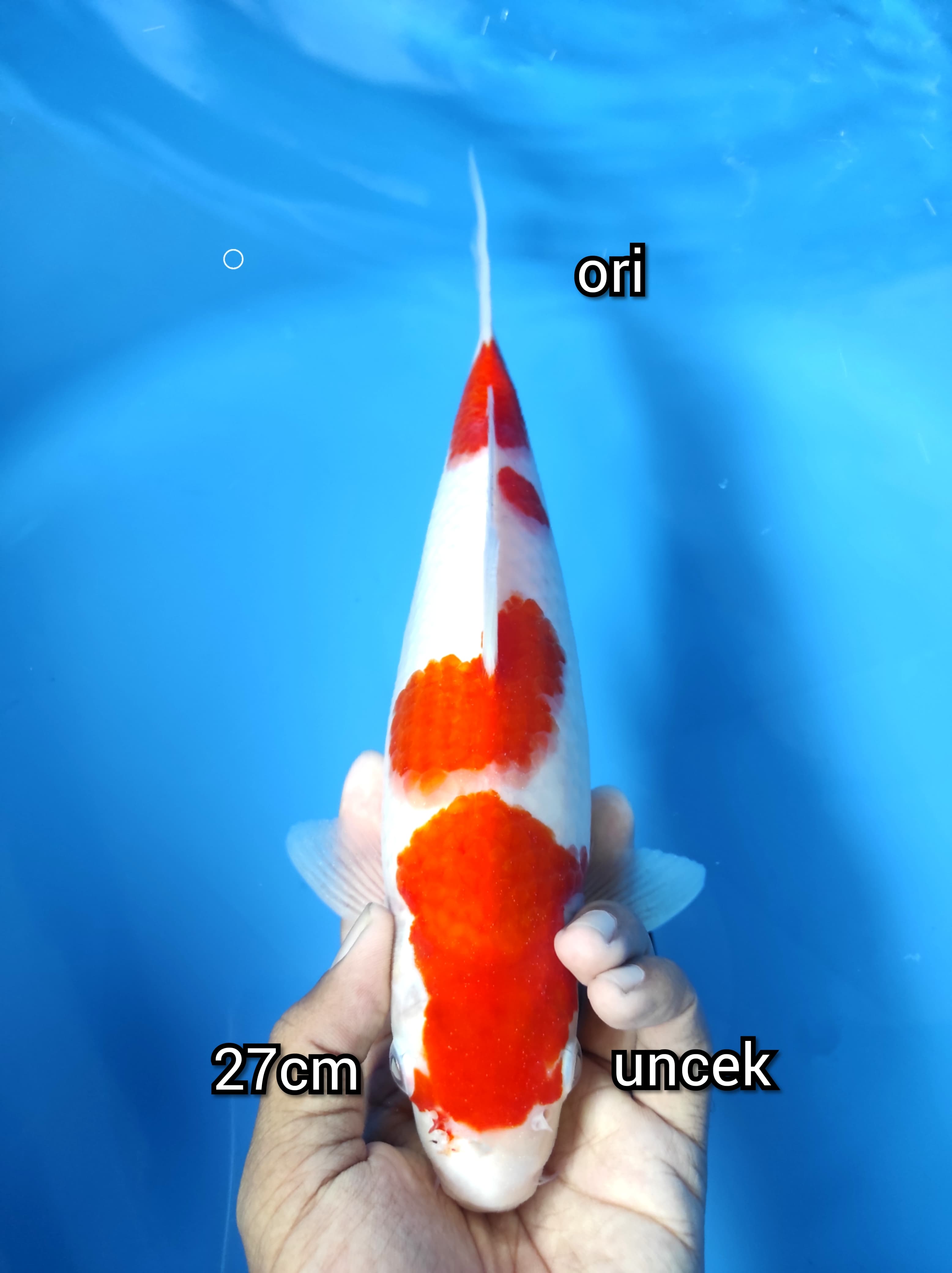 Lelang Koi Online, Jual Beli Ikan Koi, Pusat Jual Beli Koi, Info Lelang Koi Hari Ini, Platform Jual Beli Koi, Jual Beli Ikan Koi Online, Marketplace Ikan Koi, Jual Koi Terbaik, Tempat Beli Koi Berkualitas, Pasar Ikan Koi Online Terpercaya, Penjual Ikan Koi Terpercaya, Beli Koi Hias Online, Ikan Koi untuk Dijual, Koi Kualitas Terbaik, Toko Online Ikan Koi, Koi Hias Untuk Dijual, Jual Beli Ikan Koi Lokal, Koi Indonesia Online, Pusat Jual Beli Koi Terbesar