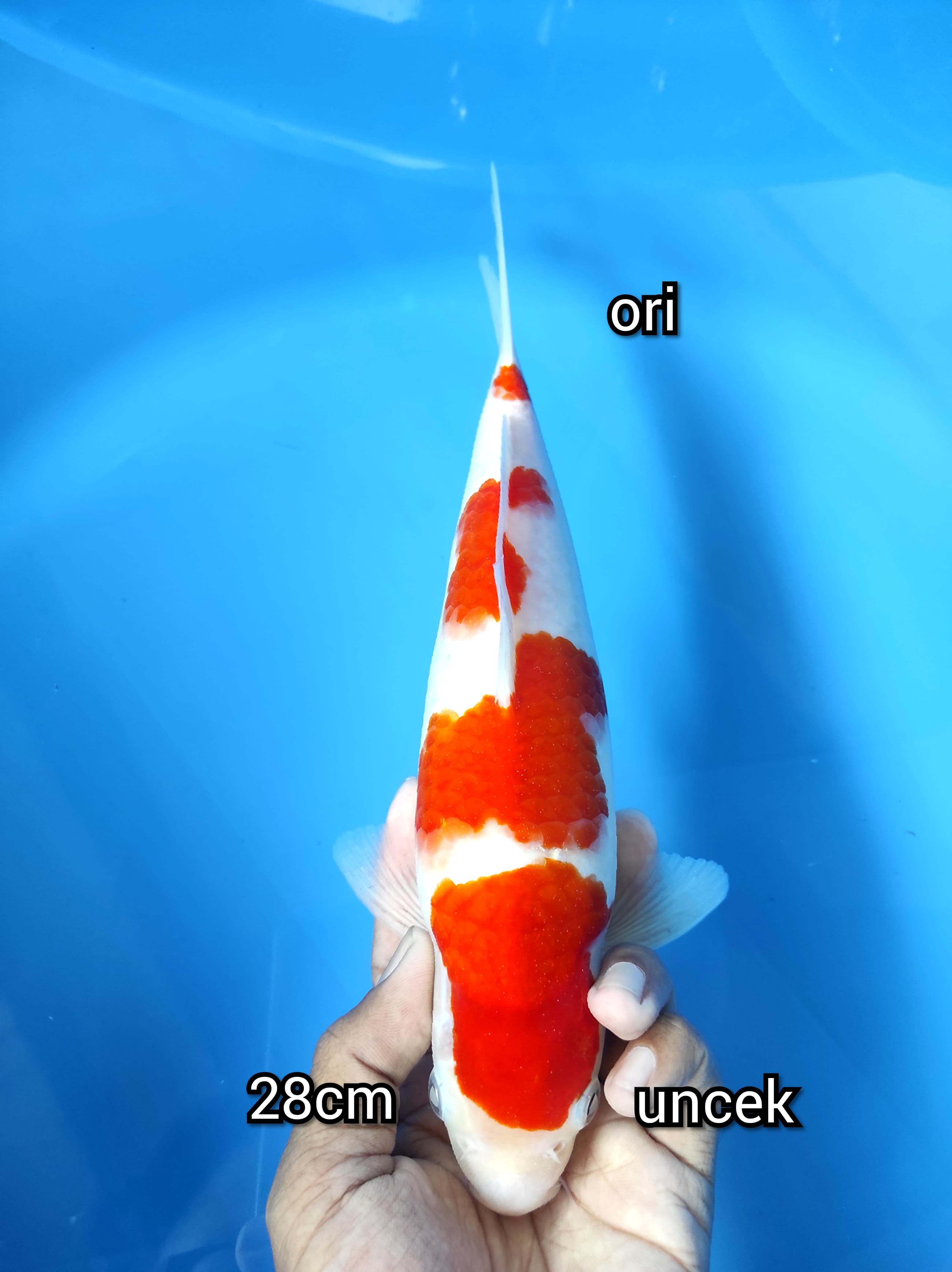 Lelang Koi Online, Jual Beli Ikan Koi, Pusat Jual Beli Koi, Info Lelang Koi Hari Ini, Platform Jual Beli Koi, Jual Beli Ikan Koi Online, Marketplace Ikan Koi, Jual Koi Terbaik, Tempat Beli Koi Berkualitas, Pasar Ikan Koi Online Terpercaya, Penjual Ikan Koi Terpercaya, Beli Koi Hias Online, Ikan Koi untuk Dijual, Koi Kualitas Terbaik, Toko Online Ikan Koi, Koi Hias Untuk Dijual, Jual Beli Ikan Koi Lokal, Koi Indonesia Online, Pusat Jual Beli Koi Terbesar