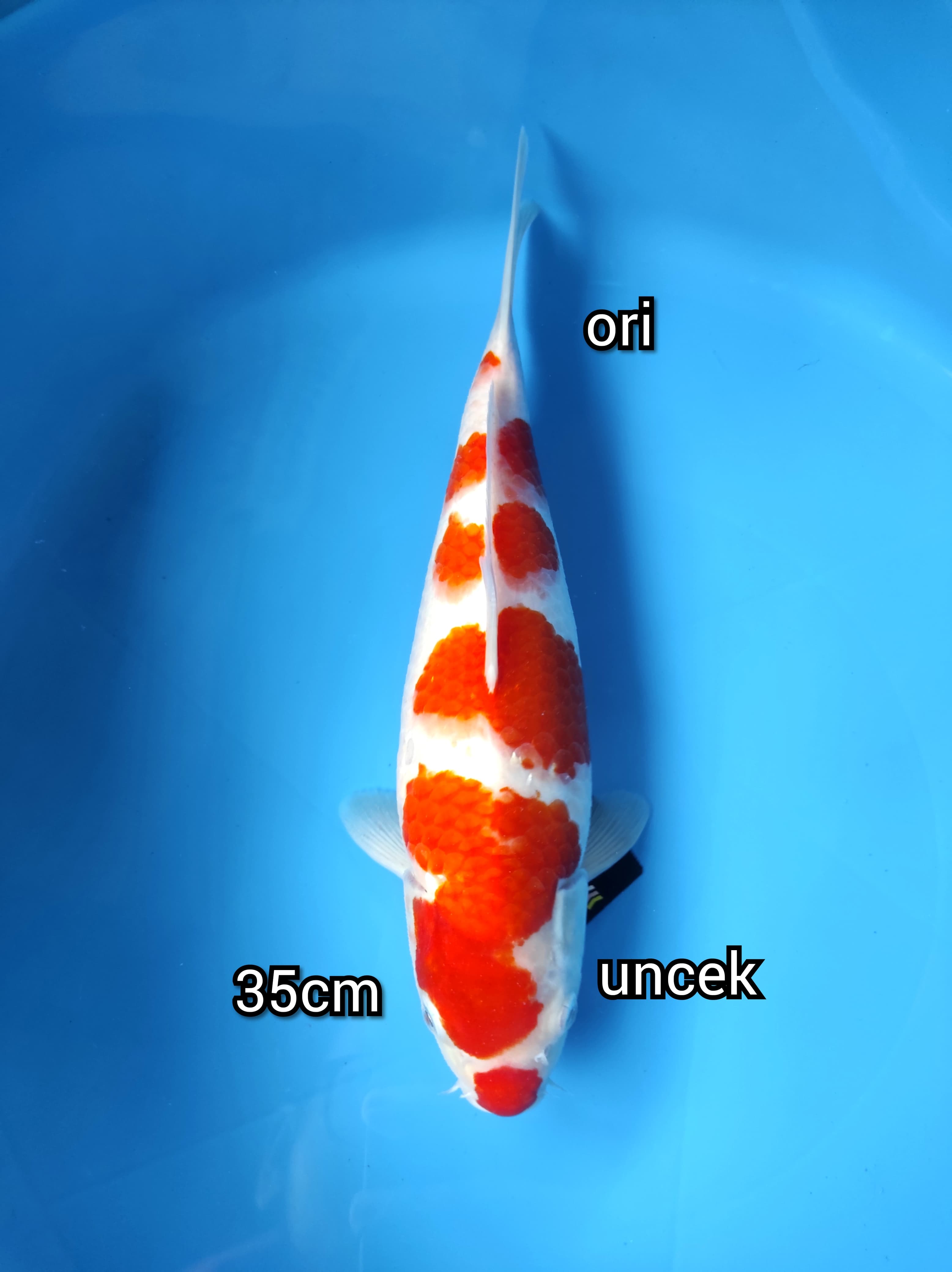 Lelang Koi Online, Jual Beli Ikan Koi, Pusat Jual Beli Koi, Info Lelang Koi Hari Ini, Platform Jual Beli Koi, Jual Beli Ikan Koi Online, Marketplace Ikan Koi, Jual Koi Terbaik, Tempat Beli Koi Berkualitas, Pasar Ikan Koi Online Terpercaya, Penjual Ikan Koi Terpercaya, Beli Koi Hias Online, Ikan Koi untuk Dijual, Koi Kualitas Terbaik, Toko Online Ikan Koi, Koi Hias Untuk Dijual, Jual Beli Ikan Koi Lokal, Koi Indonesia Online, Pusat Jual Beli Koi Terbesar