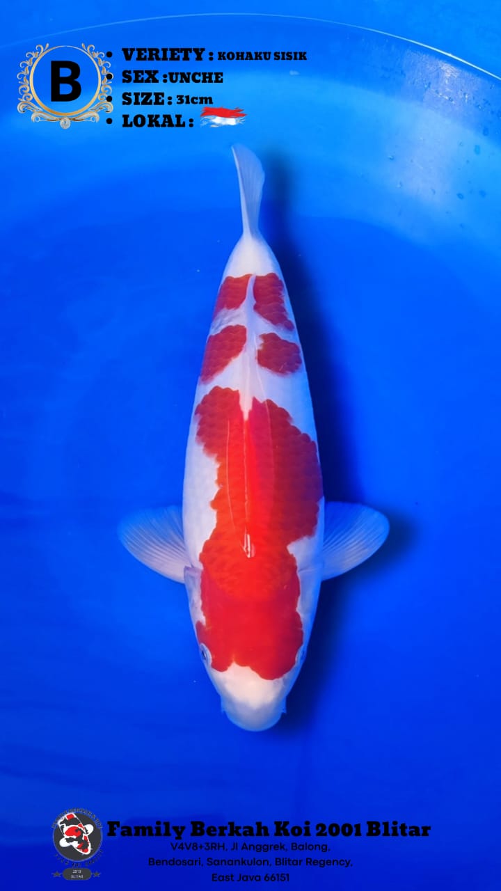 Lelang Koi Online, Jual Beli Ikan Koi, Pusat Jual Beli Koi, Info Lelang Koi Hari Ini, Platform Jual Beli Koi, Jual Beli Ikan Koi Online, Marketplace Ikan Koi, Jual Koi Terbaik, Tempat Beli Koi Berkualitas, Pasar Ikan Koi Online Terpercaya, Penjual Ikan Koi Terpercaya, Beli Koi Hias Online, Ikan Koi untuk Dijual, Koi Kualitas Terbaik, Toko Online Ikan Koi, Koi Hias Untuk Dijual, Jual Beli Ikan Koi Lokal, Koi Indonesia Online, Pusat Jual Beli Koi Terbesar
