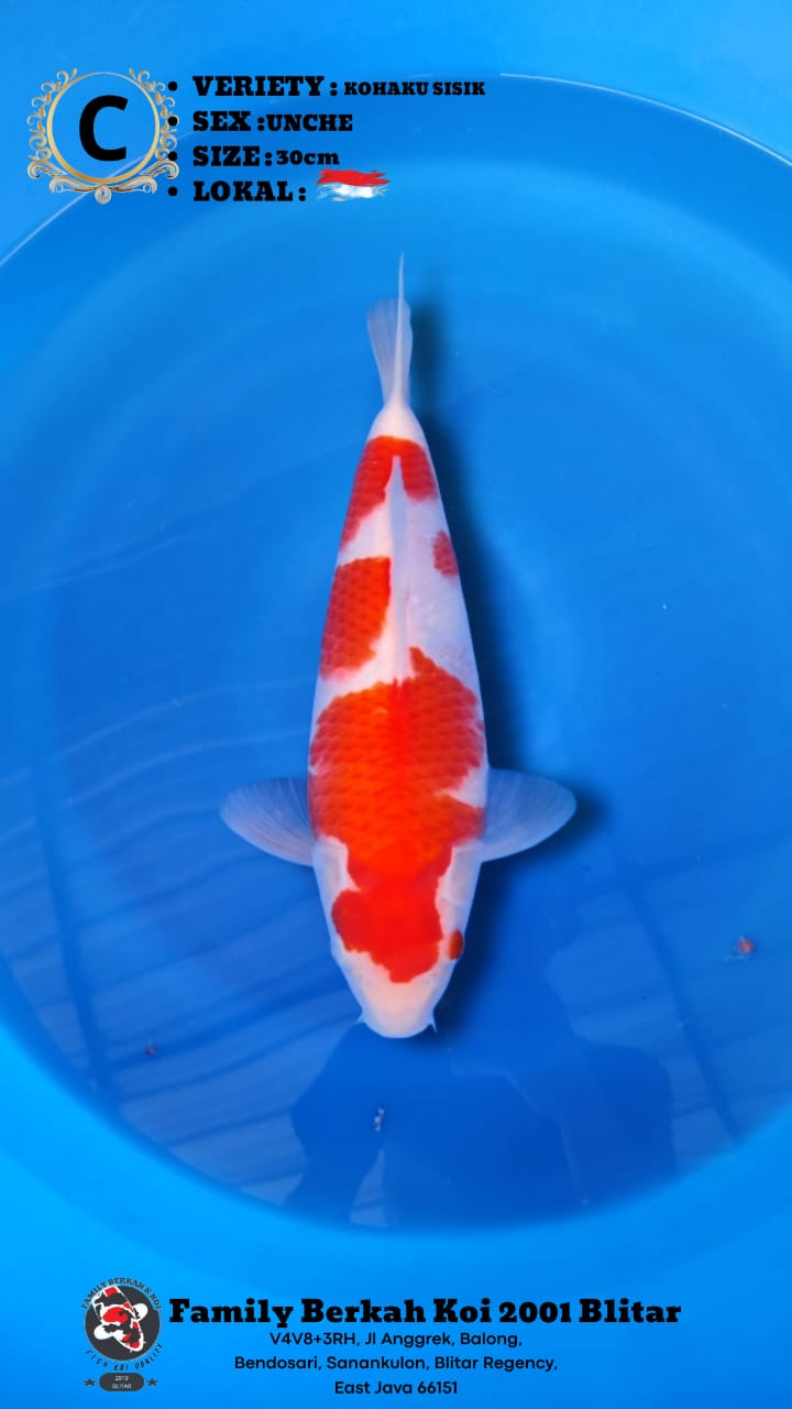 Lelang Koi Online, Jual Beli Ikan Koi, Pusat Jual Beli Koi, Info Lelang Koi Hari Ini, Platform Jual Beli Koi, Jual Beli Ikan Koi Online, Marketplace Ikan Koi, Jual Koi Terbaik, Tempat Beli Koi Berkualitas, Pasar Ikan Koi Online Terpercaya, Penjual Ikan Koi Terpercaya, Beli Koi Hias Online, Ikan Koi untuk Dijual, Koi Kualitas Terbaik, Toko Online Ikan Koi, Koi Hias Untuk Dijual, Jual Beli Ikan Koi Lokal, Koi Indonesia Online, Pusat Jual Beli Koi Terbesar