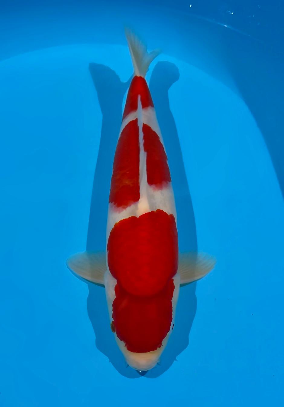Lelang Koi Online, Jual Beli Ikan Koi, Pusat Jual Beli Koi, Info Lelang Koi Hari Ini, Platform Jual Beli Koi, Jual Beli Ikan Koi Online, Marketplace Ikan Koi, Jual Koi Terbaik, Tempat Beli Koi Berkualitas, Pasar Ikan Koi Online Terpercaya, Penjual Ikan Koi Terpercaya, Beli Koi Hias Online, Ikan Koi untuk Dijual, Koi Kualitas Terbaik, Toko Online Ikan Koi, Koi Hias Untuk Dijual, Jual Beli Ikan Koi Lokal, Koi Indonesia Online, Pusat Jual Beli Koi Terbesar