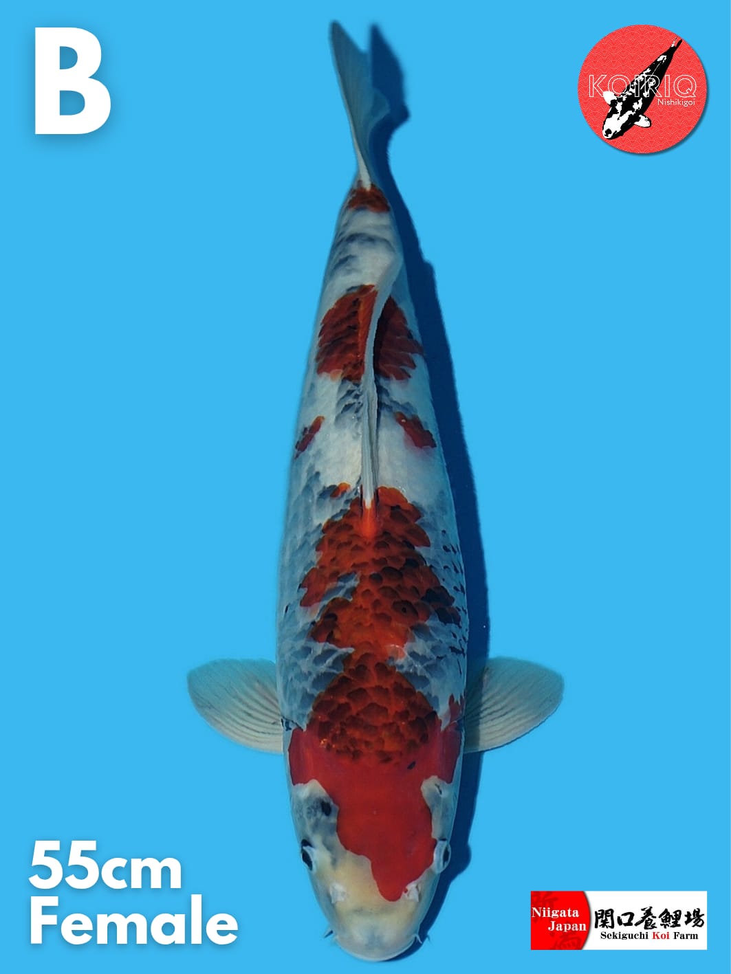 Lelang Koi Online, Jual Beli Ikan Koi, Pusat Jual Beli Koi, Info Lelang Koi Hari Ini, Platform Jual Beli Koi, Jual Beli Ikan Koi Online, Marketplace Ikan Koi, Jual Koi Terbaik, Tempat Beli Koi Berkualitas, Pasar Ikan Koi Online Terpercaya, Penjual Ikan Koi Terpercaya, Beli Koi Hias Online, Ikan Koi untuk Dijual, Koi Kualitas Terbaik, Toko Online Ikan Koi, Koi Hias Untuk Dijual, Jual Beli Ikan Koi Lokal, Koi Indonesia Online, Pusat Jual Beli Koi Terbesar