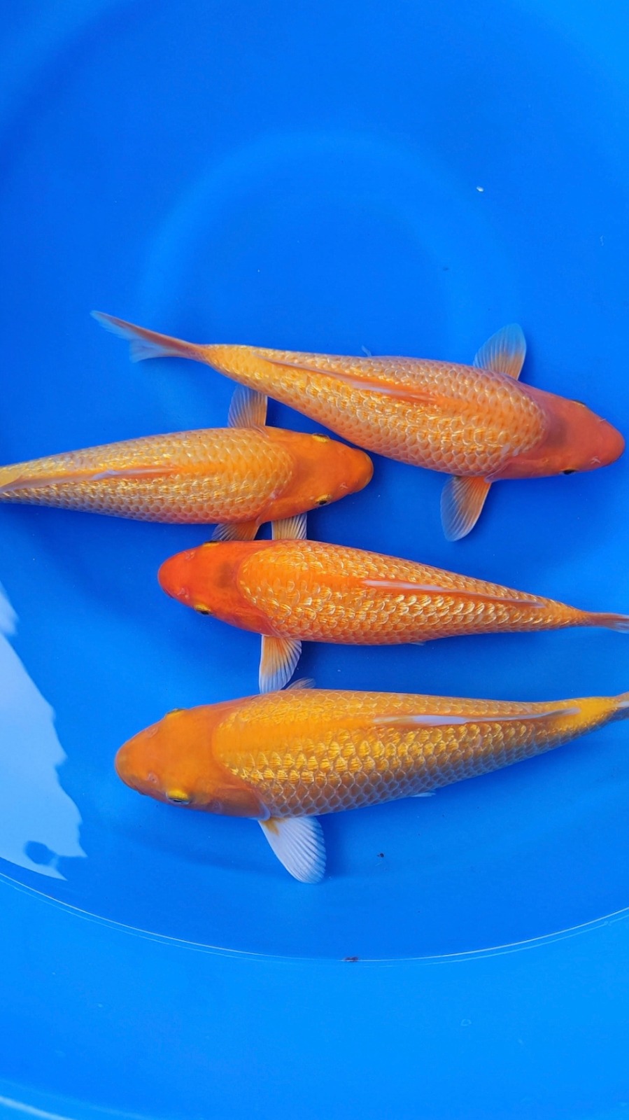 Lelang Koi Online, Jual Beli Ikan Koi, Pusat Jual Beli Koi, Info Lelang Koi Hari Ini, Platform Jual Beli Koi, Jual Beli Ikan Koi Online, Marketplace Ikan Koi, Jual Koi Terbaik, Tempat Beli Koi Berkualitas, Pasar Ikan Koi Online Terpercaya, Penjual Ikan Koi Terpercaya, Beli Koi Hias Online, Ikan Koi untuk Dijual, Koi Kualitas Terbaik, Toko Online Ikan Koi, Koi Hias Untuk Dijual, Jual Beli Ikan Koi Lokal, Koi Indonesia Online, Pusat Jual Beli Koi Terbesar