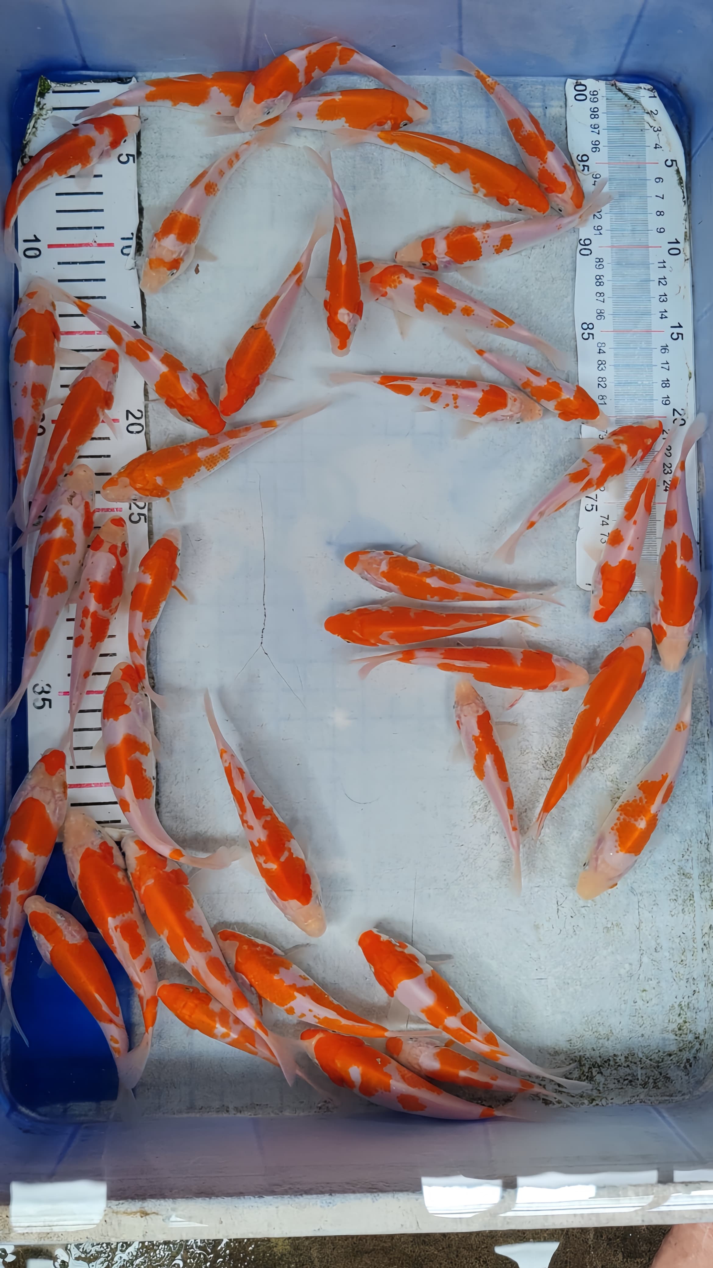 Lelang Koi Online, Jual Beli Ikan Koi, Pusat Jual Beli Koi, Info Lelang Koi Hari Ini, Platform Jual Beli Koi, Jual Beli Ikan Koi Online, Marketplace Ikan Koi, Jual Koi Terbaik, Tempat Beli Koi Berkualitas, Pasar Ikan Koi Online Terpercaya, Penjual Ikan Koi Terpercaya, Beli Koi Hias Online, Ikan Koi untuk Dijual, Koi Kualitas Terbaik, Toko Online Ikan Koi, Koi Hias Untuk Dijual, Jual Beli Ikan Koi Lokal, Koi Indonesia Online, Pusat Jual Beli Koi Terbesar