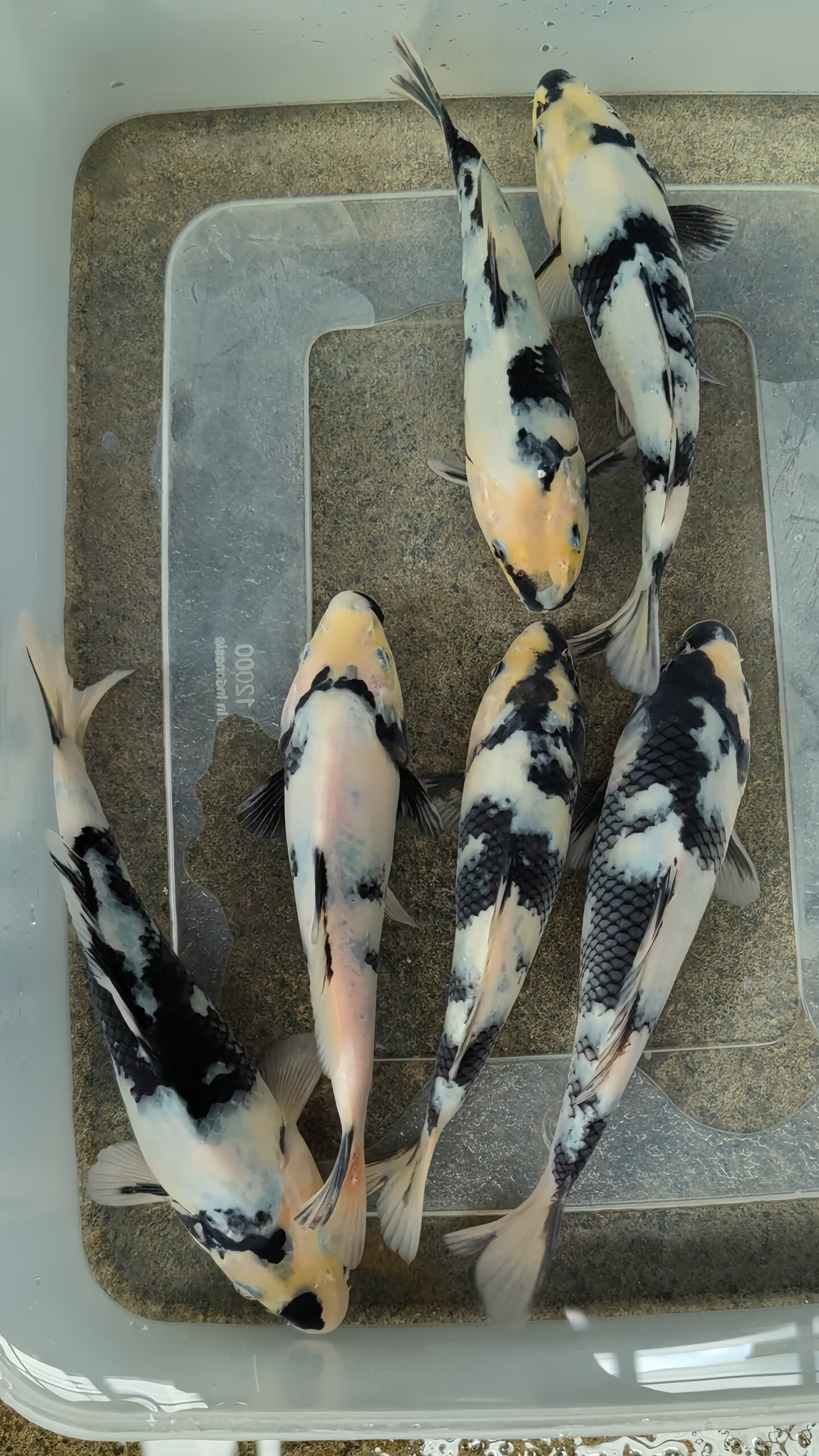 Lelang Koi Online, Jual Beli Ikan Koi, Pusat Jual Beli Koi, Info Lelang Koi Hari Ini, Platform Jual Beli Koi, Jual Beli Ikan Koi Online, Marketplace Ikan Koi, Jual Koi Terbaik, Tempat Beli Koi Berkualitas, Pasar Ikan Koi Online Terpercaya, Penjual Ikan Koi Terpercaya, Beli Koi Hias Online, Ikan Koi untuk Dijual, Koi Kualitas Terbaik, Toko Online Ikan Koi, Koi Hias Untuk Dijual, Jual Beli Ikan Koi Lokal, Koi Indonesia Online, Pusat Jual Beli Koi Terbesar