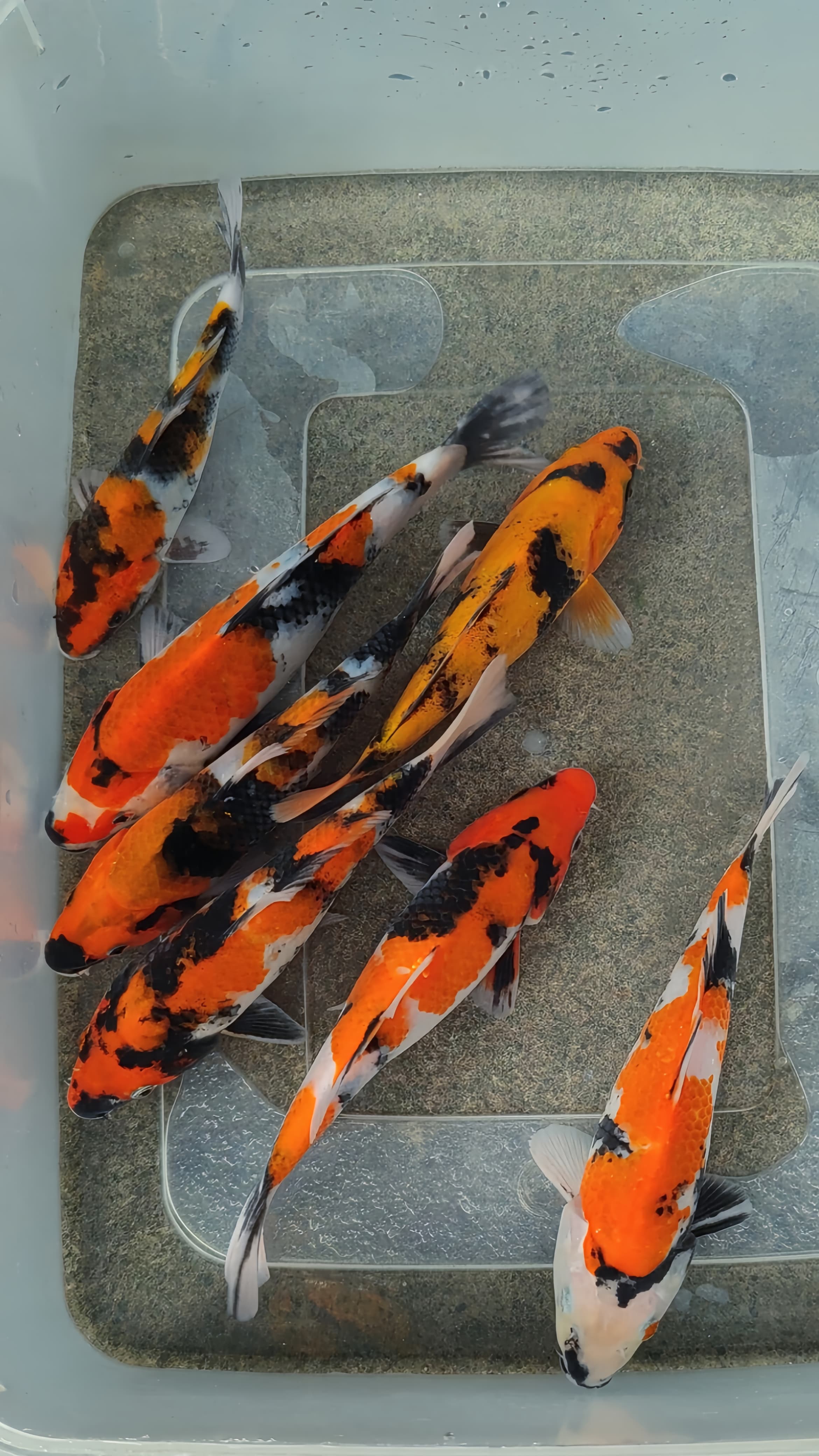Lelang Koi Online, Jual Beli Ikan Koi, Pusat Jual Beli Koi, Info Lelang Koi Hari Ini, Platform Jual Beli Koi, Jual Beli Ikan Koi Online, Marketplace Ikan Koi, Jual Koi Terbaik, Tempat Beli Koi Berkualitas, Pasar Ikan Koi Online Terpercaya, Penjual Ikan Koi Terpercaya, Beli Koi Hias Online, Ikan Koi untuk Dijual, Koi Kualitas Terbaik, Toko Online Ikan Koi, Koi Hias Untuk Dijual, Jual Beli Ikan Koi Lokal, Koi Indonesia Online, Pusat Jual Beli Koi Terbesar