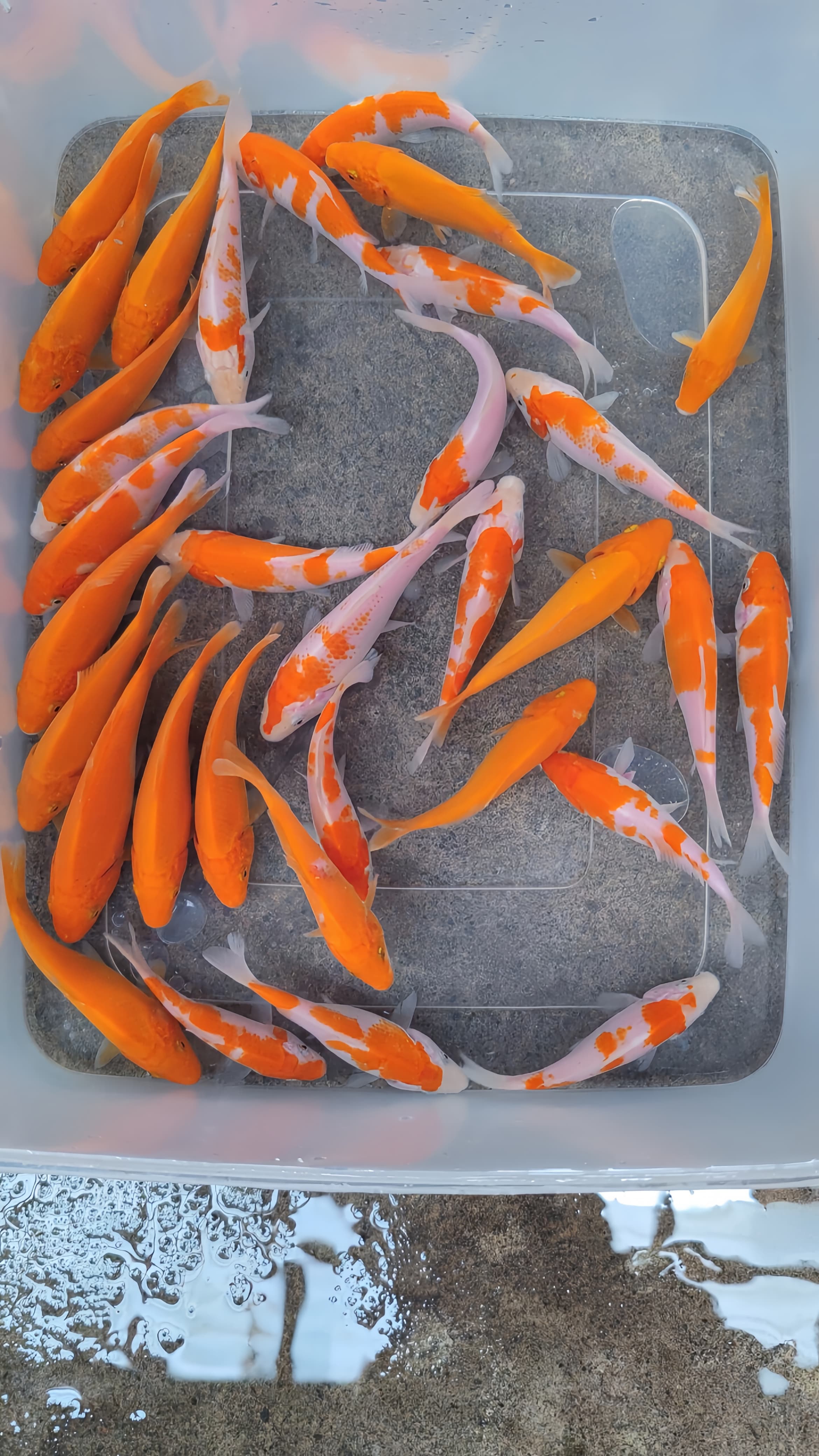 Lelang Koi Online, Jual Beli Ikan Koi, Pusat Jual Beli Koi, Info Lelang Koi Hari Ini, Platform Jual Beli Koi, Jual Beli Ikan Koi Online, Marketplace Ikan Koi, Jual Koi Terbaik, Tempat Beli Koi Berkualitas, Pasar Ikan Koi Online Terpercaya, Penjual Ikan Koi Terpercaya, Beli Koi Hias Online, Ikan Koi untuk Dijual, Koi Kualitas Terbaik, Toko Online Ikan Koi, Koi Hias Untuk Dijual, Jual Beli Ikan Koi Lokal, Koi Indonesia Online, Pusat Jual Beli Koi Terbesar