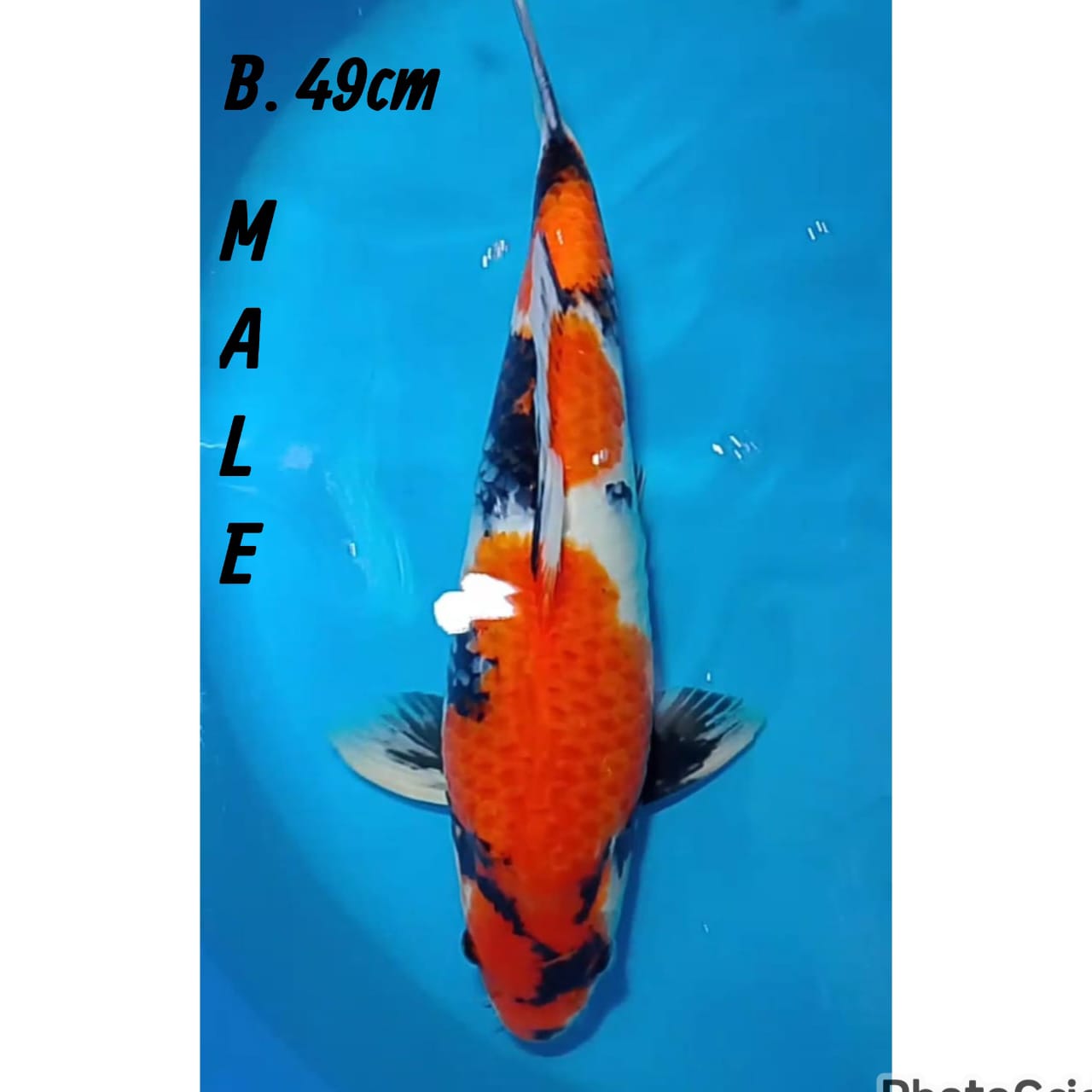 Lelang Koi Online, Jual Beli Ikan Koi, Pusat Jual Beli Koi, Info Lelang Koi Hari Ini, Platform Jual Beli Koi, Jual Beli Ikan Koi Online, Marketplace Ikan Koi, Jual Koi Terbaik, Tempat Beli Koi Berkualitas, Pasar Ikan Koi Online Terpercaya, Penjual Ikan Koi Terpercaya, Beli Koi Hias Online, Ikan Koi untuk Dijual, Koi Kualitas Terbaik, Toko Online Ikan Koi, Koi Hias Untuk Dijual, Jual Beli Ikan Koi Lokal, Koi Indonesia Online, Pusat Jual Beli Koi Terbesar