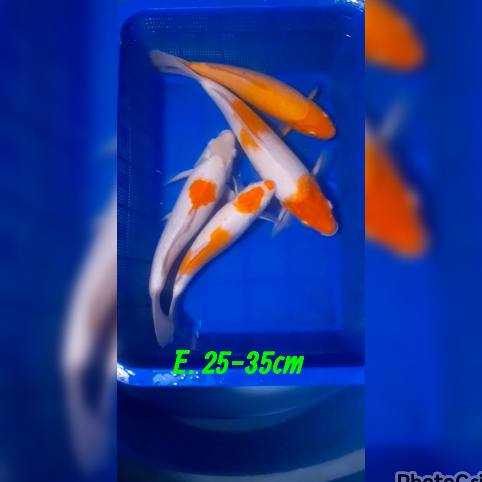 Lelang Koi Online, Jual Beli Ikan Koi, Pusat Jual Beli Koi, Info Lelang Koi Hari Ini, Platform Jual Beli Koi, Jual Beli Ikan Koi Online, Marketplace Ikan Koi, Jual Koi Terbaik, Tempat Beli Koi Berkualitas, Pasar Ikan Koi Online Terpercaya, Penjual Ikan Koi Terpercaya, Beli Koi Hias Online, Ikan Koi untuk Dijual, Koi Kualitas Terbaik, Toko Online Ikan Koi, Koi Hias Untuk Dijual, Jual Beli Ikan Koi Lokal, Koi Indonesia Online, Pusat Jual Beli Koi Terbesar
