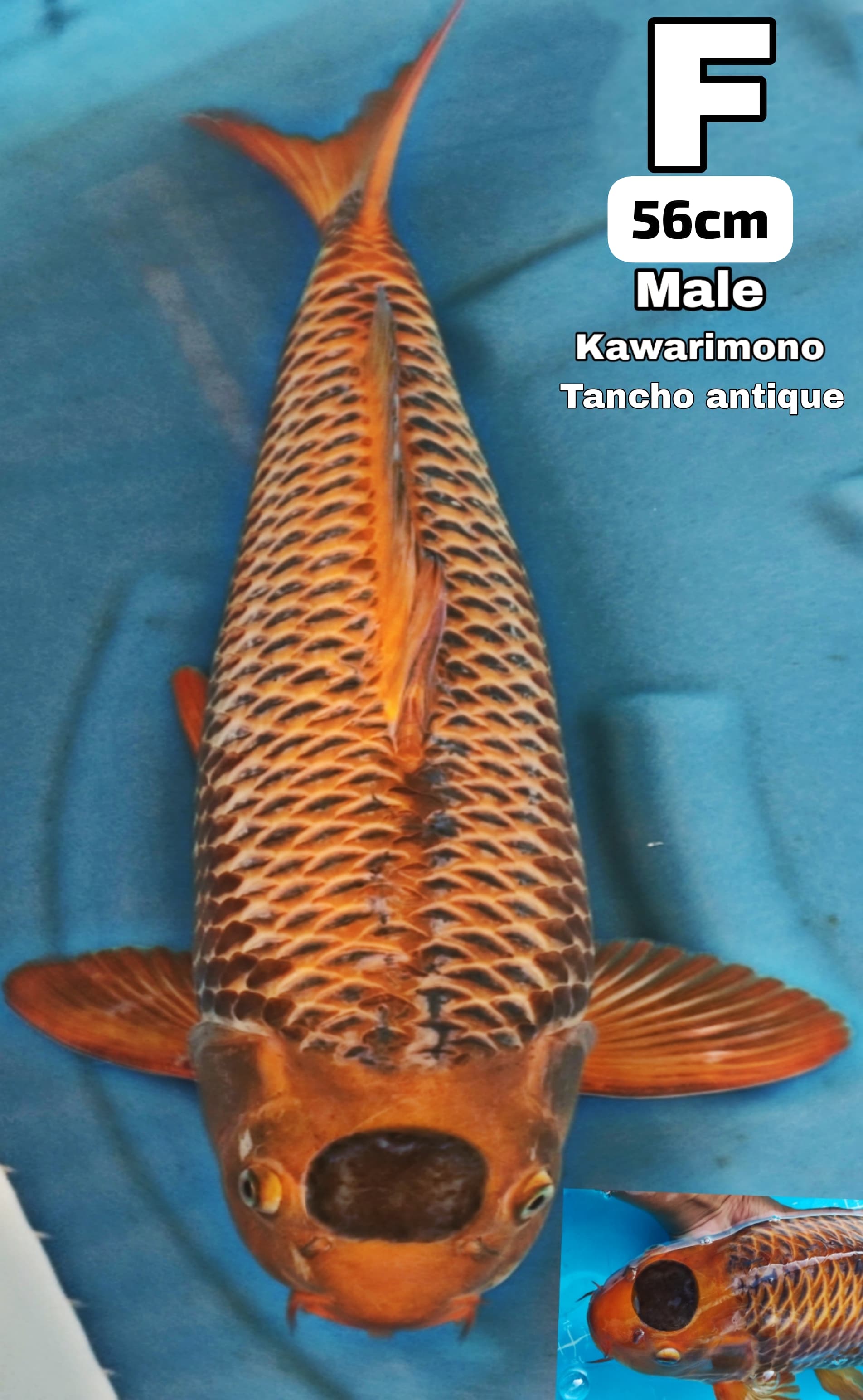 Lelang Koi Online, Jual Beli Ikan Koi, Pusat Jual Beli Koi, Info Lelang Koi Hari Ini, Platform Jual Beli Koi, Jual Beli Ikan Koi Online, Marketplace Ikan Koi, Jual Koi Terbaik, Tempat Beli Koi Berkualitas, Pasar Ikan Koi Online Terpercaya, Penjual Ikan Koi Terpercaya, Beli Koi Hias Online, Ikan Koi untuk Dijual, Koi Kualitas Terbaik, Toko Online Ikan Koi, Koi Hias Untuk Dijual, Jual Beli Ikan Koi Lokal, Koi Indonesia Online, Pusat Jual Beli Koi Terbesar