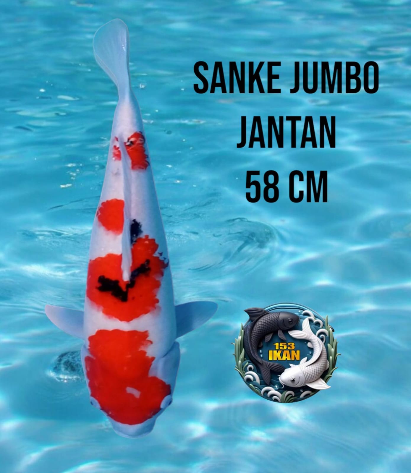 Lelang Koi Online, Jual Beli Ikan Koi, Pusat Jual Beli Koi, Info Lelang Koi Hari Ini, Platform Jual Beli Koi, Jual Beli Ikan Koi Online, Marketplace Ikan Koi, Jual Koi Terbaik, Tempat Beli Koi Berkualitas, Pasar Ikan Koi Online Terpercaya, Penjual Ikan Koi Terpercaya, Beli Koi Hias Online, Ikan Koi untuk Dijual, Koi Kualitas Terbaik, Toko Online Ikan Koi, Koi Hias Untuk Dijual, Jual Beli Ikan Koi Lokal, Koi Indonesia Online, Pusat Jual Beli Koi Terbesar