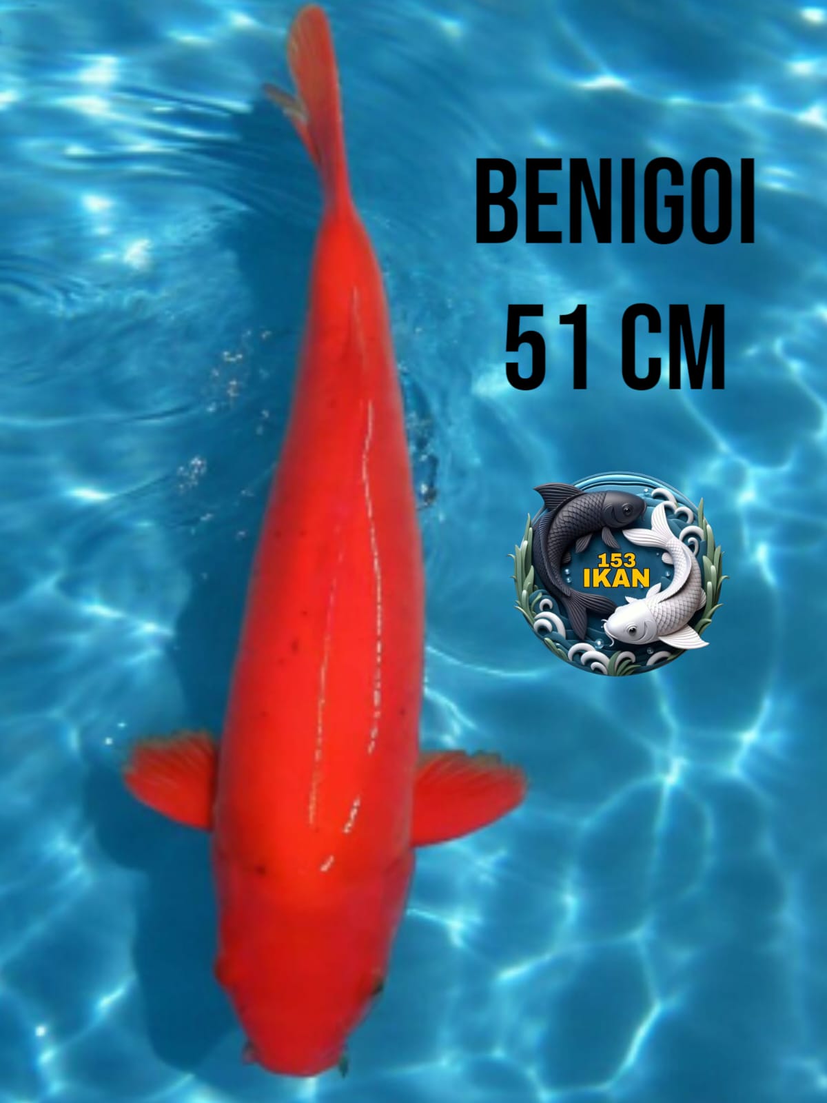 Lelang Koi Online, Jual Beli Ikan Koi, Pusat Jual Beli Koi, Info Lelang Koi Hari Ini, Platform Jual Beli Koi, Jual Beli Ikan Koi Online, Marketplace Ikan Koi, Jual Koi Terbaik, Tempat Beli Koi Berkualitas, Pasar Ikan Koi Online Terpercaya, Penjual Ikan Koi Terpercaya, Beli Koi Hias Online, Ikan Koi untuk Dijual, Koi Kualitas Terbaik, Toko Online Ikan Koi, Koi Hias Untuk Dijual, Jual Beli Ikan Koi Lokal, Koi Indonesia Online, Pusat Jual Beli Koi Terbesar