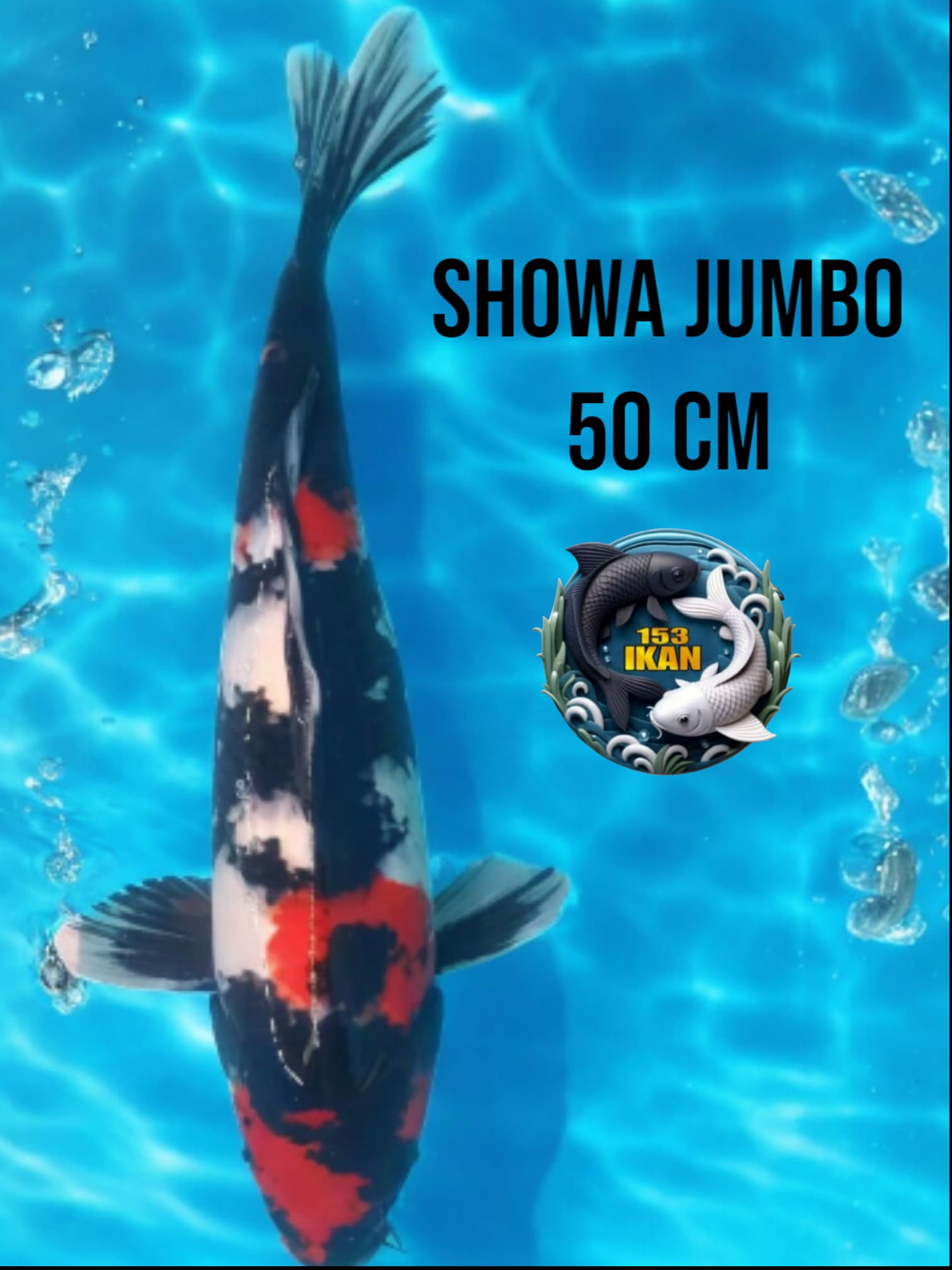 Lelang Koi Online, Jual Beli Ikan Koi, Pusat Jual Beli Koi, Info Lelang Koi Hari Ini, Platform Jual Beli Koi, Jual Beli Ikan Koi Online, Marketplace Ikan Koi, Jual Koi Terbaik, Tempat Beli Koi Berkualitas, Pasar Ikan Koi Online Terpercaya, Penjual Ikan Koi Terpercaya, Beli Koi Hias Online, Ikan Koi untuk Dijual, Koi Kualitas Terbaik, Toko Online Ikan Koi, Koi Hias Untuk Dijual, Jual Beli Ikan Koi Lokal, Koi Indonesia Online, Pusat Jual Beli Koi Terbesar