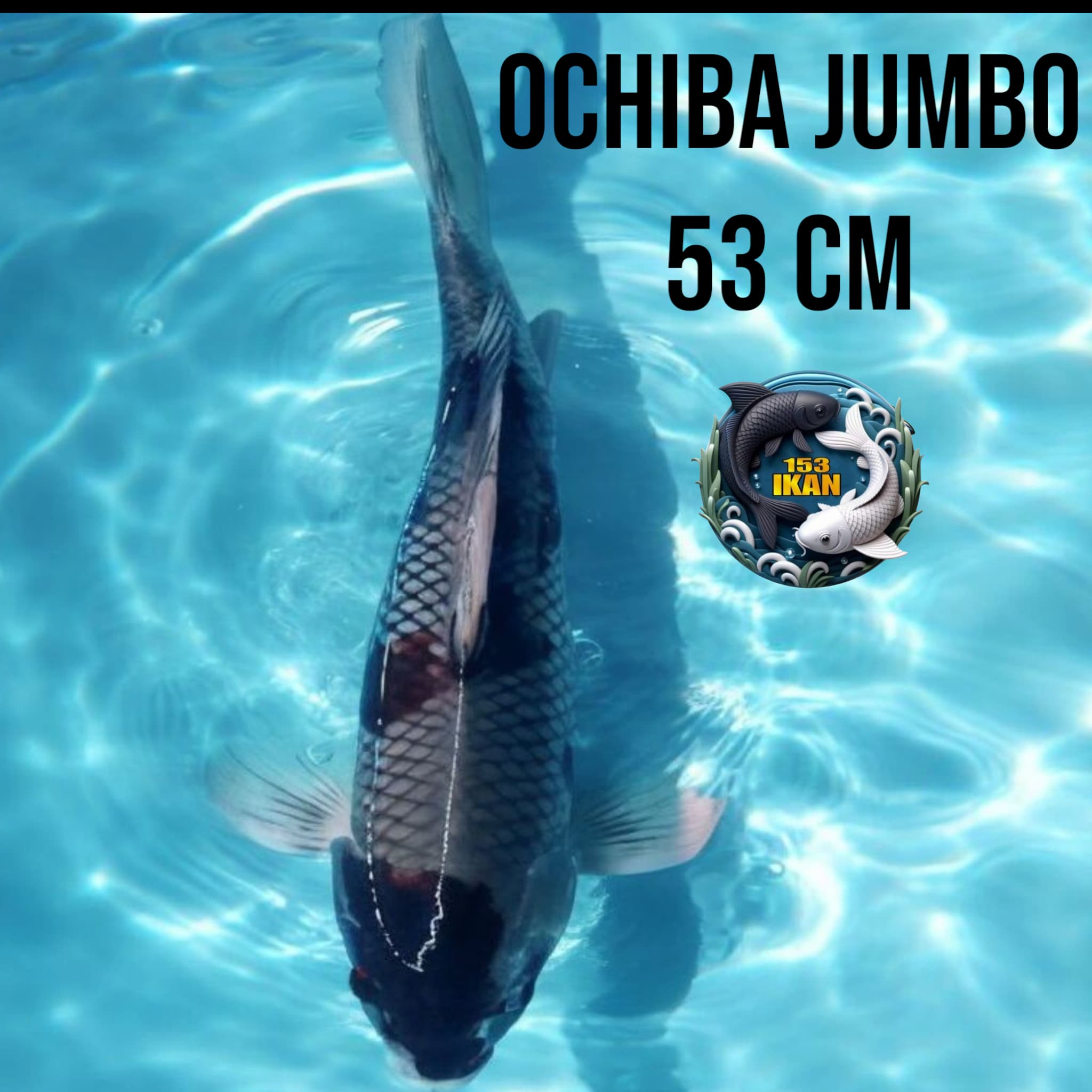 Lelang Koi Online, Jual Beli Ikan Koi, Pusat Jual Beli Koi, Info Lelang Koi Hari Ini, Platform Jual Beli Koi, Jual Beli Ikan Koi Online, Marketplace Ikan Koi, Jual Koi Terbaik, Tempat Beli Koi Berkualitas, Pasar Ikan Koi Online Terpercaya, Penjual Ikan Koi Terpercaya, Beli Koi Hias Online, Ikan Koi untuk Dijual, Koi Kualitas Terbaik, Toko Online Ikan Koi, Koi Hias Untuk Dijual, Jual Beli Ikan Koi Lokal, Koi Indonesia Online, Pusat Jual Beli Koi Terbesar
