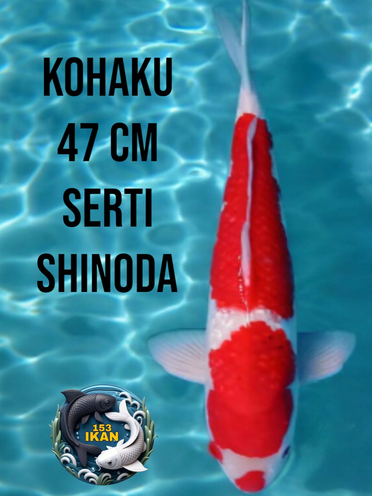 Lelang Koi Online, Jual Beli Ikan Koi, Pusat Jual Beli Koi, Info Lelang Koi Hari Ini, Platform Jual Beli Koi, Jual Beli Ikan Koi Online, Marketplace Ikan Koi, Jual Koi Terbaik, Tempat Beli Koi Berkualitas, Pasar Ikan Koi Online Terpercaya, Penjual Ikan Koi Terpercaya, Beli Koi Hias Online, Ikan Koi untuk Dijual, Koi Kualitas Terbaik, Toko Online Ikan Koi, Koi Hias Untuk Dijual, Jual Beli Ikan Koi Lokal, Koi Indonesia Online, Pusat Jual Beli Koi Terbesar