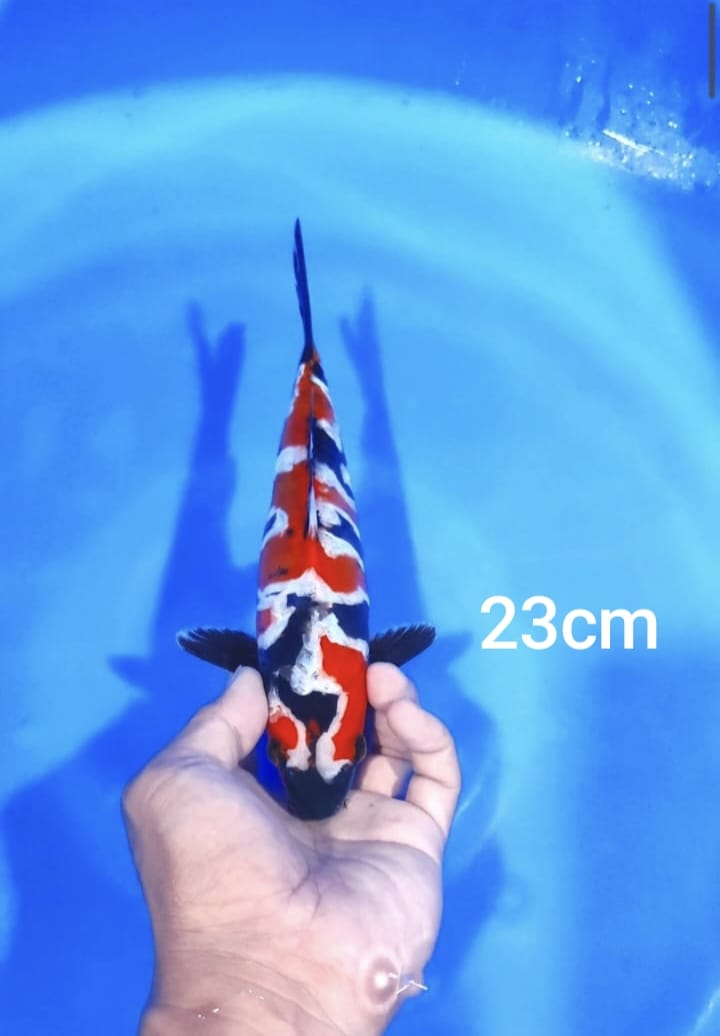 Lelang Koi Online, Jual Beli Ikan Koi, Pusat Jual Beli Koi, Info Lelang Koi Hari Ini, Platform Jual Beli Koi, Jual Beli Ikan Koi Online, Marketplace Ikan Koi, Jual Koi Terbaik, Tempat Beli Koi Berkualitas, Pasar Ikan Koi Online Terpercaya, Penjual Ikan Koi Terpercaya, Beli Koi Hias Online, Ikan Koi untuk Dijual, Koi Kualitas Terbaik, Toko Online Ikan Koi, Koi Hias Untuk Dijual, Jual Beli Ikan Koi Lokal, Koi Indonesia Online, Pusat Jual Beli Koi Terbesar