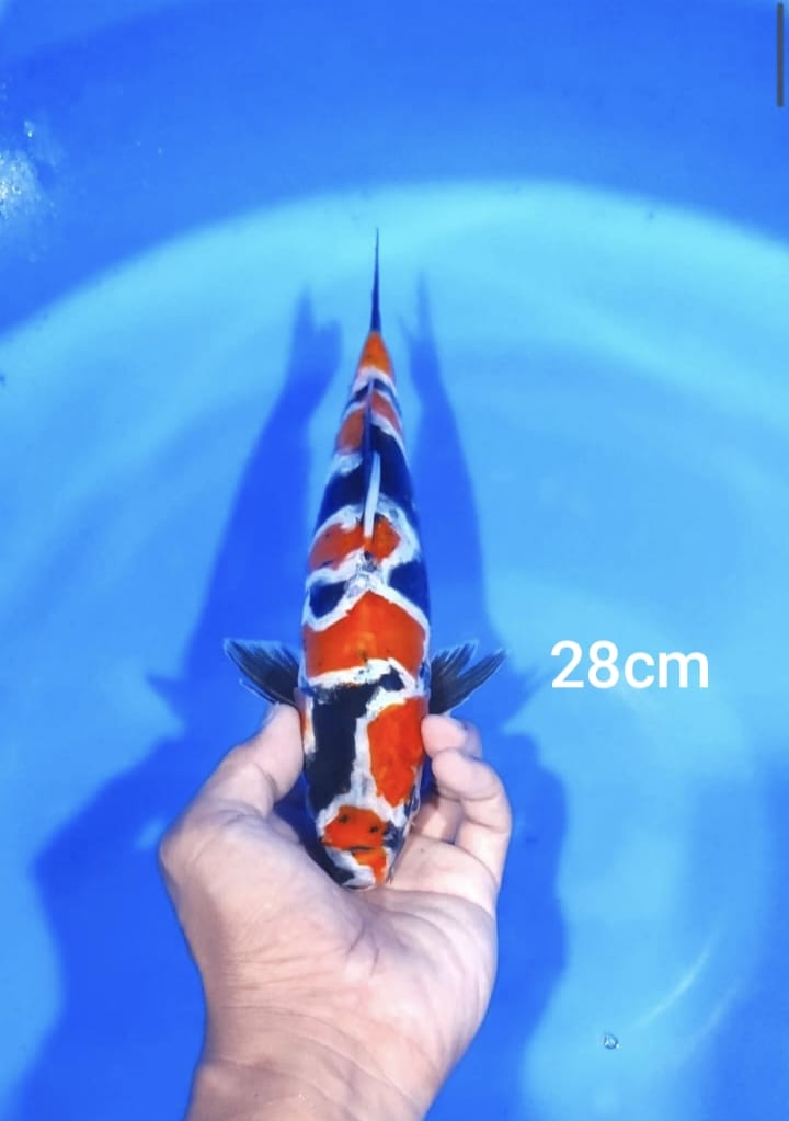 Lelang Koi Online, Jual Beli Ikan Koi, Pusat Jual Beli Koi, Info Lelang Koi Hari Ini, Platform Jual Beli Koi, Jual Beli Ikan Koi Online, Marketplace Ikan Koi, Jual Koi Terbaik, Tempat Beli Koi Berkualitas, Pasar Ikan Koi Online Terpercaya, Penjual Ikan Koi Terpercaya, Beli Koi Hias Online, Ikan Koi untuk Dijual, Koi Kualitas Terbaik, Toko Online Ikan Koi, Koi Hias Untuk Dijual, Jual Beli Ikan Koi Lokal, Koi Indonesia Online, Pusat Jual Beli Koi Terbesar