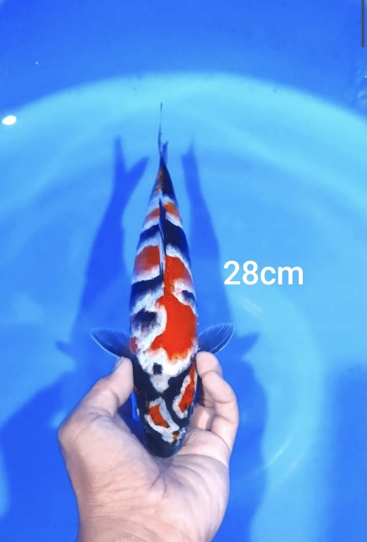 Lelang Koi Online, Jual Beli Ikan Koi, Pusat Jual Beli Koi, Info Lelang Koi Hari Ini, Platform Jual Beli Koi, Jual Beli Ikan Koi Online, Marketplace Ikan Koi, Jual Koi Terbaik, Tempat Beli Koi Berkualitas, Pasar Ikan Koi Online Terpercaya, Penjual Ikan Koi Terpercaya, Beli Koi Hias Online, Ikan Koi untuk Dijual, Koi Kualitas Terbaik, Toko Online Ikan Koi, Koi Hias Untuk Dijual, Jual Beli Ikan Koi Lokal, Koi Indonesia Online, Pusat Jual Beli Koi Terbesar
