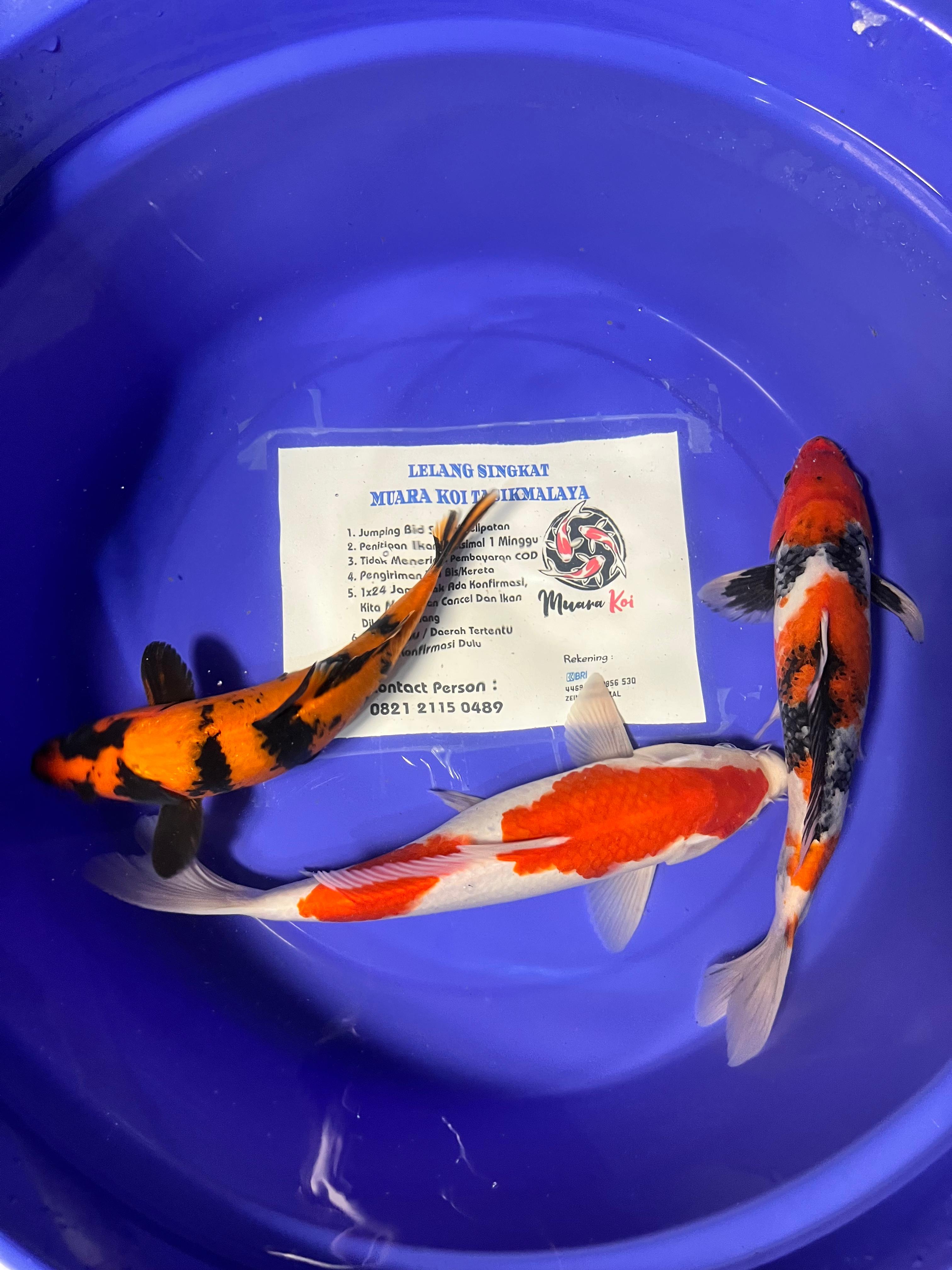 Lelang Koi Online, Jual Beli Ikan Koi, Pusat Jual Beli Koi, Info Lelang Koi Hari Ini, Platform Jual Beli Koi, Jual Beli Ikan Koi Online, Marketplace Ikan Koi, Jual Koi Terbaik, Tempat Beli Koi Berkualitas, Pasar Ikan Koi Online Terpercaya, Penjual Ikan Koi Terpercaya, Beli Koi Hias Online, Ikan Koi untuk Dijual, Koi Kualitas Terbaik, Toko Online Ikan Koi, Koi Hias Untuk Dijual, Jual Beli Ikan Koi Lokal, Koi Indonesia Online, Pusat Jual Beli Koi Terbesar