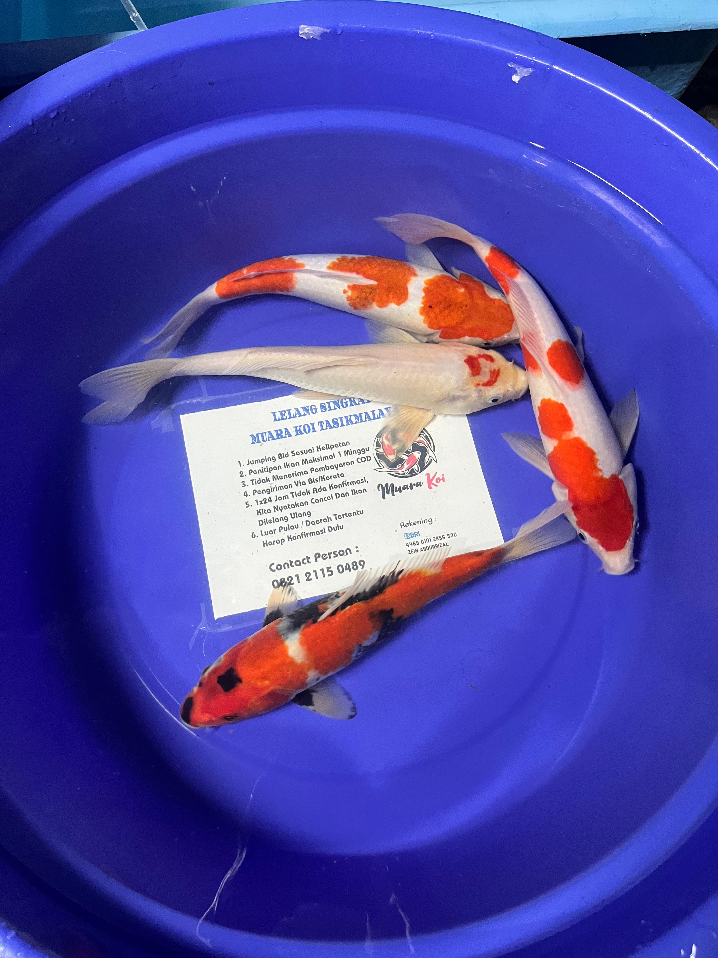 Lelang Koi Online, Jual Beli Ikan Koi, Pusat Jual Beli Koi, Info Lelang Koi Hari Ini, Platform Jual Beli Koi, Jual Beli Ikan Koi Online, Marketplace Ikan Koi, Jual Koi Terbaik, Tempat Beli Koi Berkualitas, Pasar Ikan Koi Online Terpercaya, Penjual Ikan Koi Terpercaya, Beli Koi Hias Online, Ikan Koi untuk Dijual, Koi Kualitas Terbaik, Toko Online Ikan Koi, Koi Hias Untuk Dijual, Jual Beli Ikan Koi Lokal, Koi Indonesia Online, Pusat Jual Beli Koi Terbesar