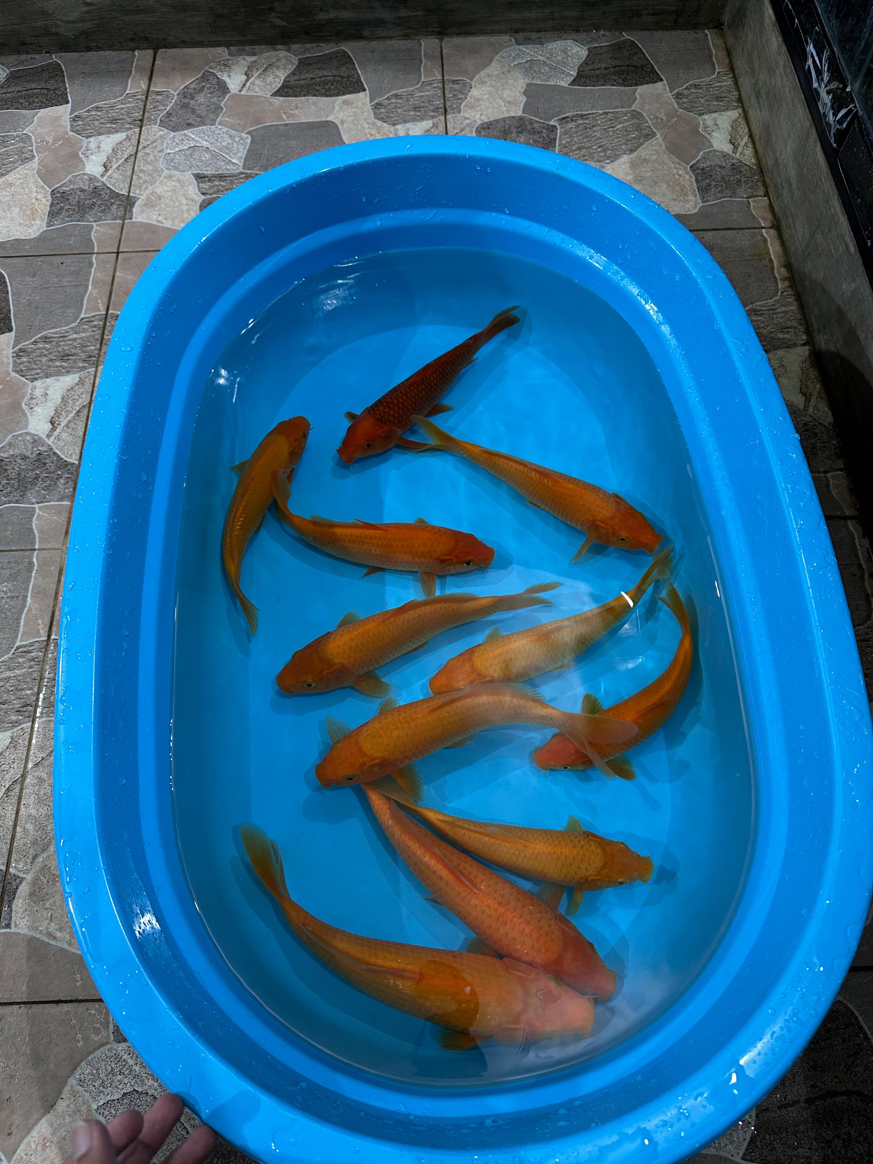 Lelang Koi Online, Jual Beli Ikan Koi, Pusat Jual Beli Koi, Info Lelang Koi Hari Ini, Platform Jual Beli Koi, Jual Beli Ikan Koi Online, Marketplace Ikan Koi, Jual Koi Terbaik, Tempat Beli Koi Berkualitas, Pasar Ikan Koi Online Terpercaya, Penjual Ikan Koi Terpercaya, Beli Koi Hias Online, Ikan Koi untuk Dijual, Koi Kualitas Terbaik, Toko Online Ikan Koi, Koi Hias Untuk Dijual, Jual Beli Ikan Koi Lokal, Koi Indonesia Online, Pusat Jual Beli Koi Terbesar
