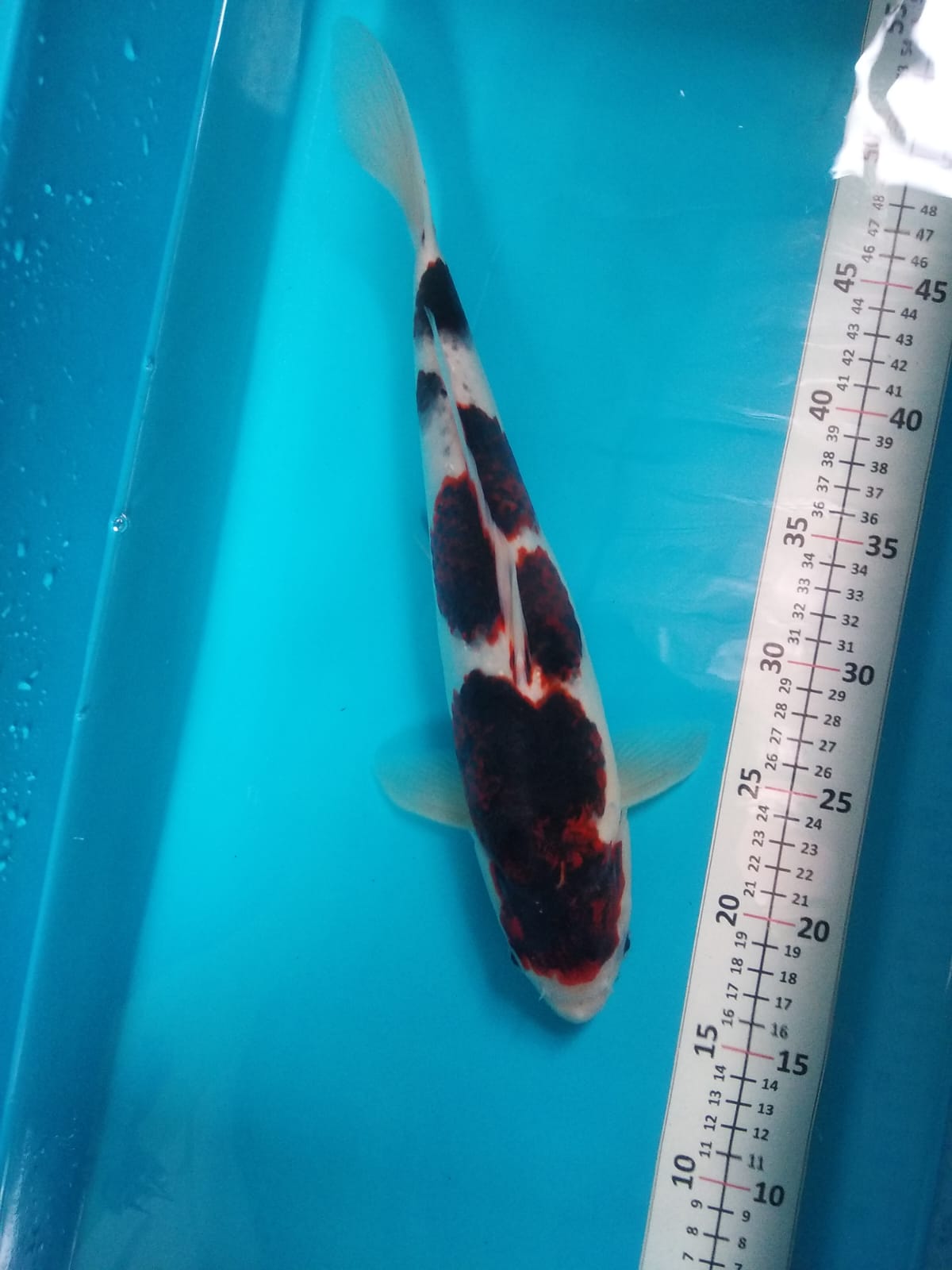 Lelang Koi Online, Jual Beli Ikan Koi, Pusat Jual Beli Koi, Info Lelang Koi Hari Ini, Platform Jual Beli Koi, Jual Beli Ikan Koi Online, Marketplace Ikan Koi, Jual Koi Terbaik, Tempat Beli Koi Berkualitas, Pasar Ikan Koi Online Terpercaya, Penjual Ikan Koi Terpercaya, Beli Koi Hias Online, Ikan Koi untuk Dijual, Koi Kualitas Terbaik, Toko Online Ikan Koi, Koi Hias Untuk Dijual, Jual Beli Ikan Koi Lokal, Koi Indonesia Online, Pusat Jual Beli Koi Terbesar