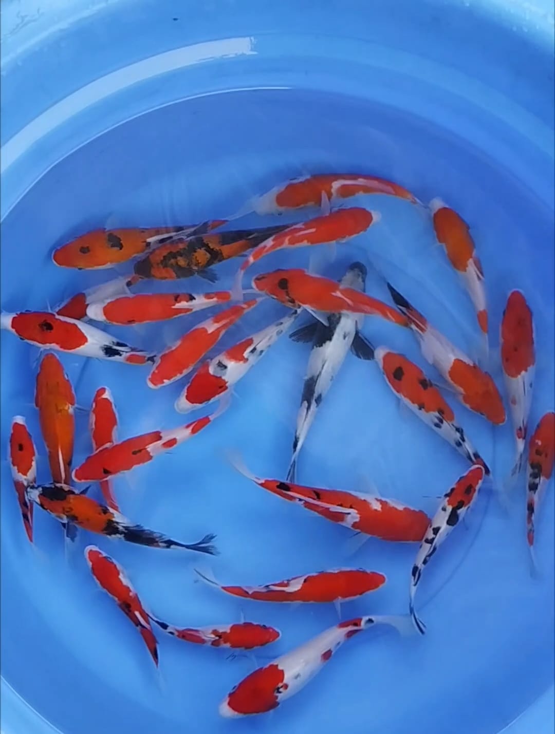 Lelang Koi Online, Jual Beli Ikan Koi, Pusat Jual Beli Koi, Info Lelang Koi Hari Ini, Platform Jual Beli Koi, Jual Beli Ikan Koi Online, Marketplace Ikan Koi, Jual Koi Terbaik, Tempat Beli Koi Berkualitas, Pasar Ikan Koi Online Terpercaya, Penjual Ikan Koi Terpercaya, Beli Koi Hias Online, Ikan Koi untuk Dijual, Koi Kualitas Terbaik, Toko Online Ikan Koi, Koi Hias Untuk Dijual, Jual Beli Ikan Koi Lokal, Koi Indonesia Online, Pusat Jual Beli Koi Terbesar