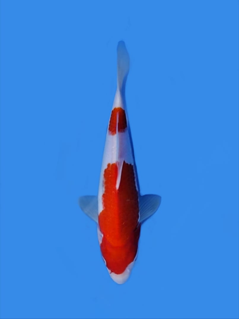 Lelang Koi Online, Jual Beli Ikan Koi, Pusat Jual Beli Koi, Info Lelang Koi Hari Ini, Platform Jual Beli Koi, Jual Beli Ikan Koi Online, Marketplace Ikan Koi, Jual Koi Terbaik, Tempat Beli Koi Berkualitas, Pasar Ikan Koi Online Terpercaya, Penjual Ikan Koi Terpercaya, Beli Koi Hias Online, Ikan Koi untuk Dijual, Koi Kualitas Terbaik, Toko Online Ikan Koi, Koi Hias Untuk Dijual, Jual Beli Ikan Koi Lokal, Koi Indonesia Online, Pusat Jual Beli Koi Terbesar