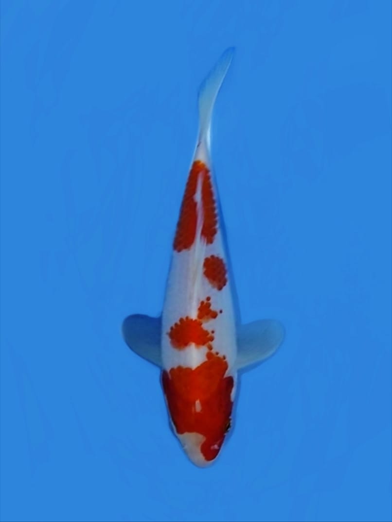 Lelang Koi Online, Jual Beli Ikan Koi, Pusat Jual Beli Koi, Info Lelang Koi Hari Ini, Platform Jual Beli Koi, Jual Beli Ikan Koi Online, Marketplace Ikan Koi, Jual Koi Terbaik, Tempat Beli Koi Berkualitas, Pasar Ikan Koi Online Terpercaya, Penjual Ikan Koi Terpercaya, Beli Koi Hias Online, Ikan Koi untuk Dijual, Koi Kualitas Terbaik, Toko Online Ikan Koi, Koi Hias Untuk Dijual, Jual Beli Ikan Koi Lokal, Koi Indonesia Online, Pusat Jual Beli Koi Terbesar