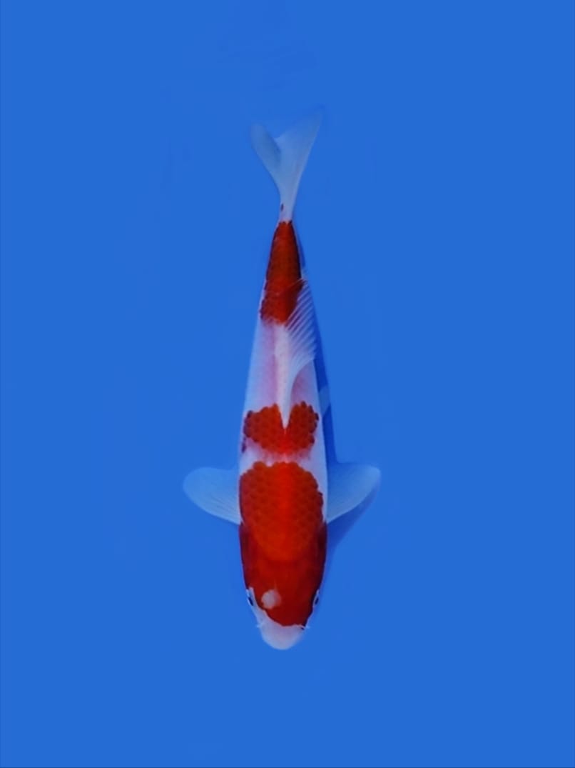 Lelang Koi Online, Jual Beli Ikan Koi, Pusat Jual Beli Koi, Info Lelang Koi Hari Ini, Platform Jual Beli Koi, Jual Beli Ikan Koi Online, Marketplace Ikan Koi, Jual Koi Terbaik, Tempat Beli Koi Berkualitas, Pasar Ikan Koi Online Terpercaya, Penjual Ikan Koi Terpercaya, Beli Koi Hias Online, Ikan Koi untuk Dijual, Koi Kualitas Terbaik, Toko Online Ikan Koi, Koi Hias Untuk Dijual, Jual Beli Ikan Koi Lokal, Koi Indonesia Online, Pusat Jual Beli Koi Terbesar