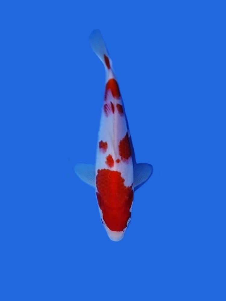 Lelang Koi Online, Jual Beli Ikan Koi, Pusat Jual Beli Koi, Info Lelang Koi Hari Ini, Platform Jual Beli Koi, Jual Beli Ikan Koi Online, Marketplace Ikan Koi, Jual Koi Terbaik, Tempat Beli Koi Berkualitas, Pasar Ikan Koi Online Terpercaya, Penjual Ikan Koi Terpercaya, Beli Koi Hias Online, Ikan Koi untuk Dijual, Koi Kualitas Terbaik, Toko Online Ikan Koi, Koi Hias Untuk Dijual, Jual Beli Ikan Koi Lokal, Koi Indonesia Online, Pusat Jual Beli Koi Terbesar