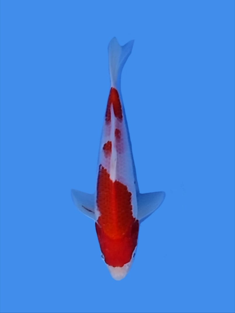 Lelang Koi Online, Jual Beli Ikan Koi, Pusat Jual Beli Koi, Info Lelang Koi Hari Ini, Platform Jual Beli Koi, Jual Beli Ikan Koi Online, Marketplace Ikan Koi, Jual Koi Terbaik, Tempat Beli Koi Berkualitas, Pasar Ikan Koi Online Terpercaya, Penjual Ikan Koi Terpercaya, Beli Koi Hias Online, Ikan Koi untuk Dijual, Koi Kualitas Terbaik, Toko Online Ikan Koi, Koi Hias Untuk Dijual, Jual Beli Ikan Koi Lokal, Koi Indonesia Online, Pusat Jual Beli Koi Terbesar