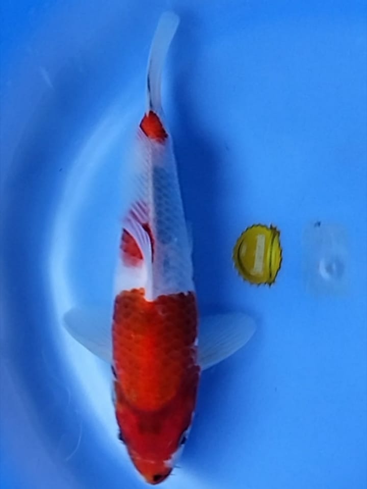 Lelang Koi Online, Jual Beli Ikan Koi, Pusat Jual Beli Koi, Info Lelang Koi Hari Ini, Platform Jual Beli Koi, Jual Beli Ikan Koi Online, Marketplace Ikan Koi, Jual Koi Terbaik, Tempat Beli Koi Berkualitas, Pasar Ikan Koi Online Terpercaya, Penjual Ikan Koi Terpercaya, Beli Koi Hias Online, Ikan Koi untuk Dijual, Koi Kualitas Terbaik, Toko Online Ikan Koi, Koi Hias Untuk Dijual, Jual Beli Ikan Koi Lokal, Koi Indonesia Online, Pusat Jual Beli Koi Terbesar