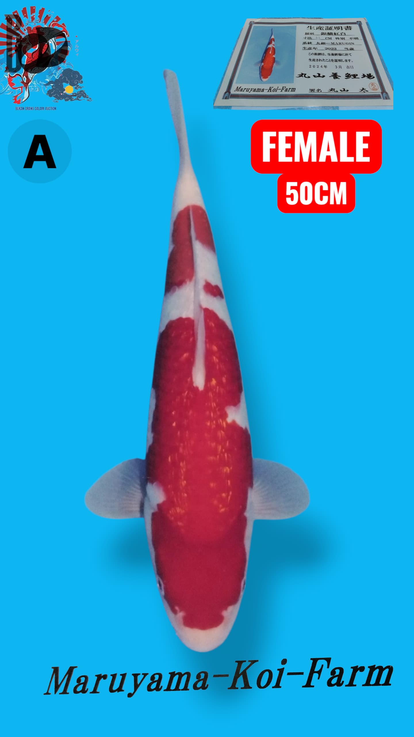 Lelang Koi Online, Jual Beli Ikan Koi, Pusat Jual Beli Koi, Info Lelang Koi Hari Ini, Platform Jual Beli Koi, Jual Beli Ikan Koi Online, Marketplace Ikan Koi, Jual Koi Terbaik, Tempat Beli Koi Berkualitas, Pasar Ikan Koi Online Terpercaya, Penjual Ikan Koi Terpercaya, Beli Koi Hias Online, Ikan Koi untuk Dijual, Koi Kualitas Terbaik, Toko Online Ikan Koi, Koi Hias Untuk Dijual, Jual Beli Ikan Koi Lokal, Koi Indonesia Online, Pusat Jual Beli Koi Terbesar