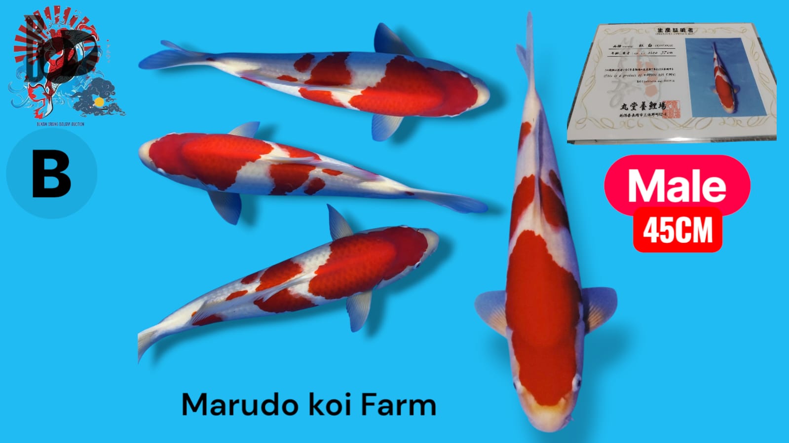 Lelang Koi Online, Jual Beli Ikan Koi, Pusat Jual Beli Koi, Info Lelang Koi Hari Ini, Platform Jual Beli Koi, Jual Beli Ikan Koi Online, Marketplace Ikan Koi, Jual Koi Terbaik, Tempat Beli Koi Berkualitas, Pasar Ikan Koi Online Terpercaya, Penjual Ikan Koi Terpercaya, Beli Koi Hias Online, Ikan Koi untuk Dijual, Koi Kualitas Terbaik, Toko Online Ikan Koi, Koi Hias Untuk Dijual, Jual Beli Ikan Koi Lokal, Koi Indonesia Online, Pusat Jual Beli Koi Terbesar