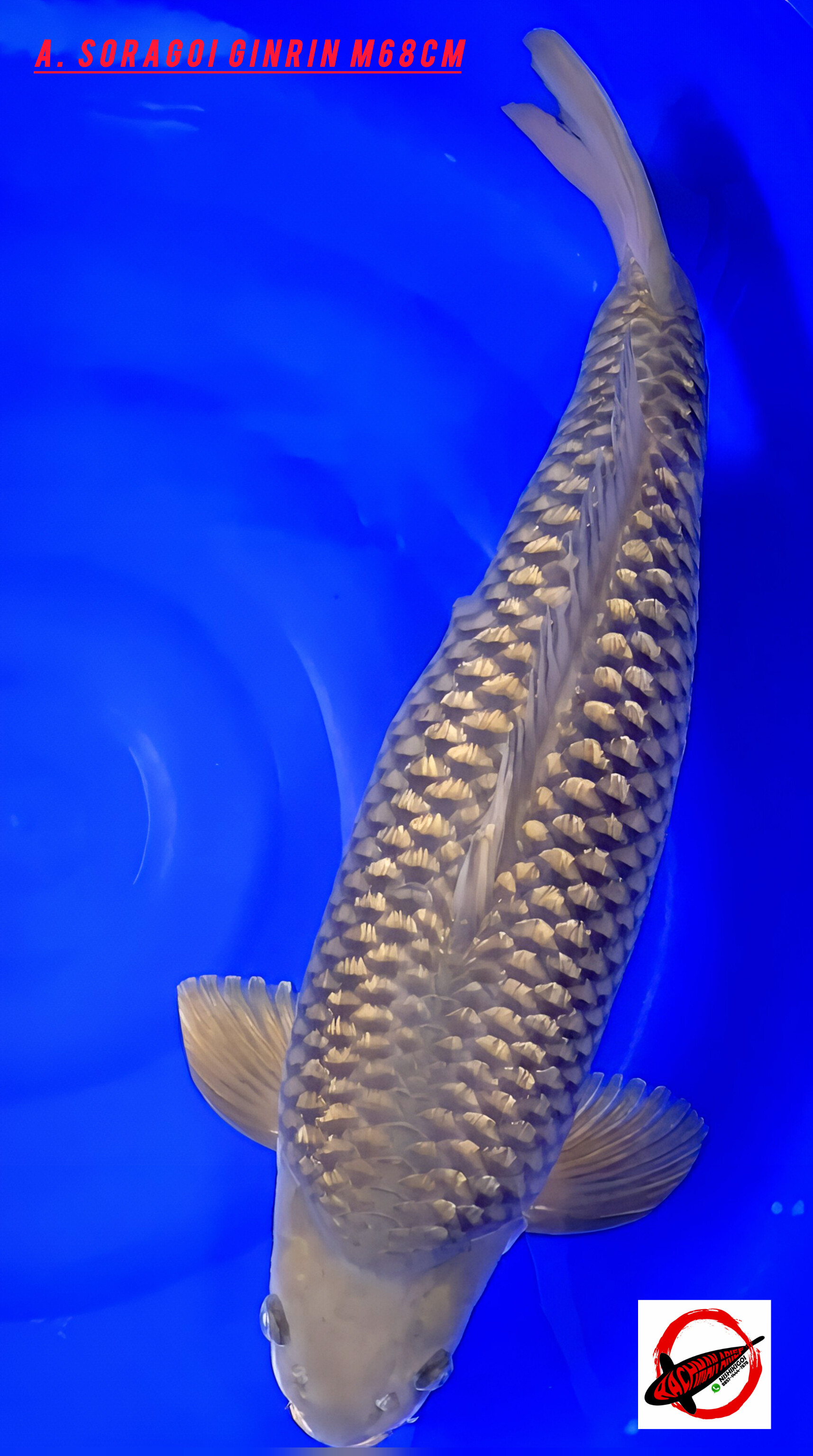 Lelang Koi Online, Jual Beli Ikan Koi, Pusat Jual Beli Koi, Info Lelang Koi Hari Ini, Platform Jual Beli Koi, Jual Beli Ikan Koi Online, Marketplace Ikan Koi, Jual Koi Terbaik, Tempat Beli Koi Berkualitas, Pasar Ikan Koi Online Terpercaya, Penjual Ikan Koi Terpercaya, Beli Koi Hias Online, Ikan Koi untuk Dijual, Koi Kualitas Terbaik, Toko Online Ikan Koi, Koi Hias Untuk Dijual, Jual Beli Ikan Koi Lokal, Koi Indonesia Online, Pusat Jual Beli Koi Terbesar
