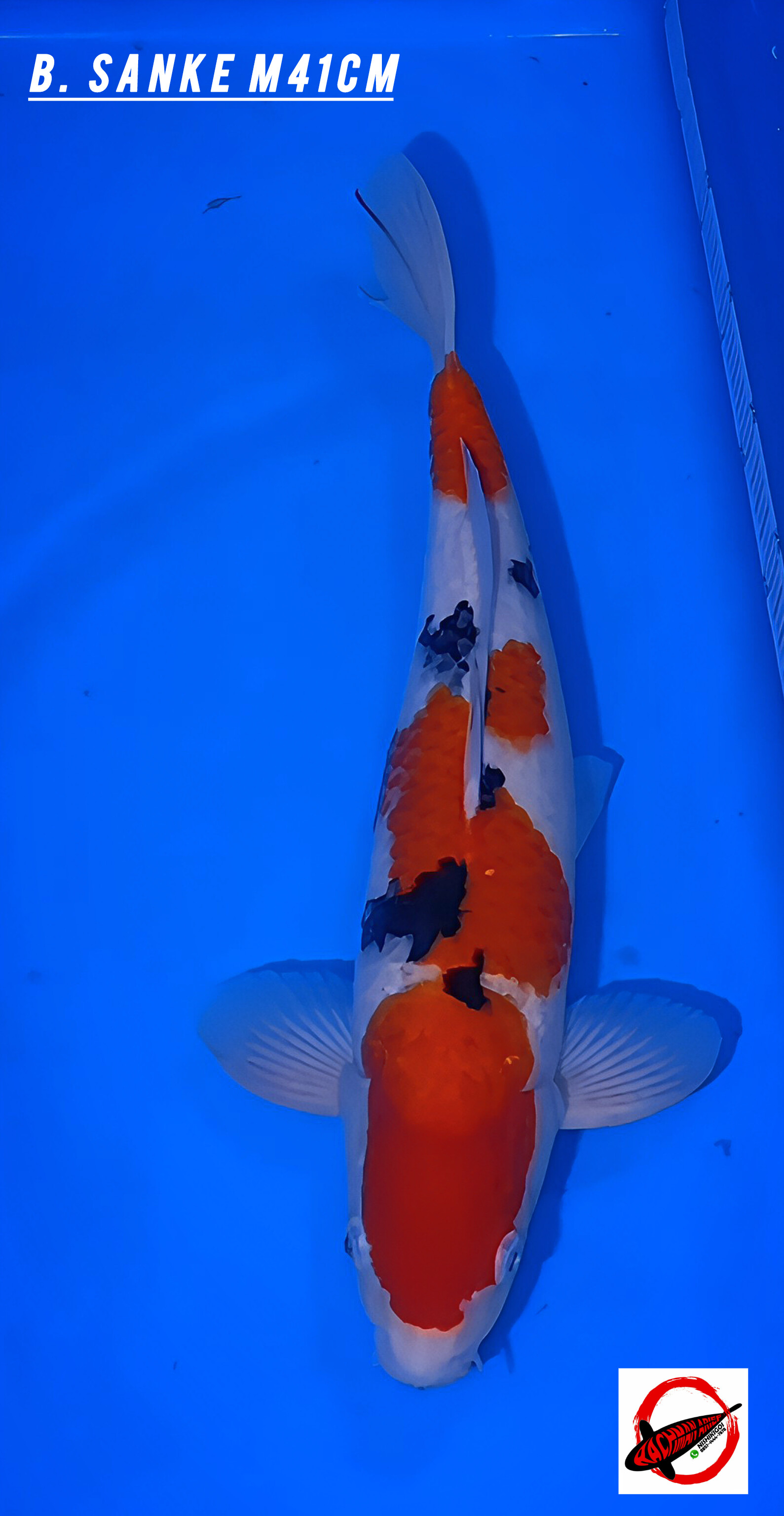 Lelang Koi Online, Jual Beli Ikan Koi, Pusat Jual Beli Koi, Info Lelang Koi Hari Ini, Platform Jual Beli Koi, Jual Beli Ikan Koi Online, Marketplace Ikan Koi, Jual Koi Terbaik, Tempat Beli Koi Berkualitas, Pasar Ikan Koi Online Terpercaya, Penjual Ikan Koi Terpercaya, Beli Koi Hias Online, Ikan Koi untuk Dijual, Koi Kualitas Terbaik, Toko Online Ikan Koi, Koi Hias Untuk Dijual, Jual Beli Ikan Koi Lokal, Koi Indonesia Online, Pusat Jual Beli Koi Terbesar