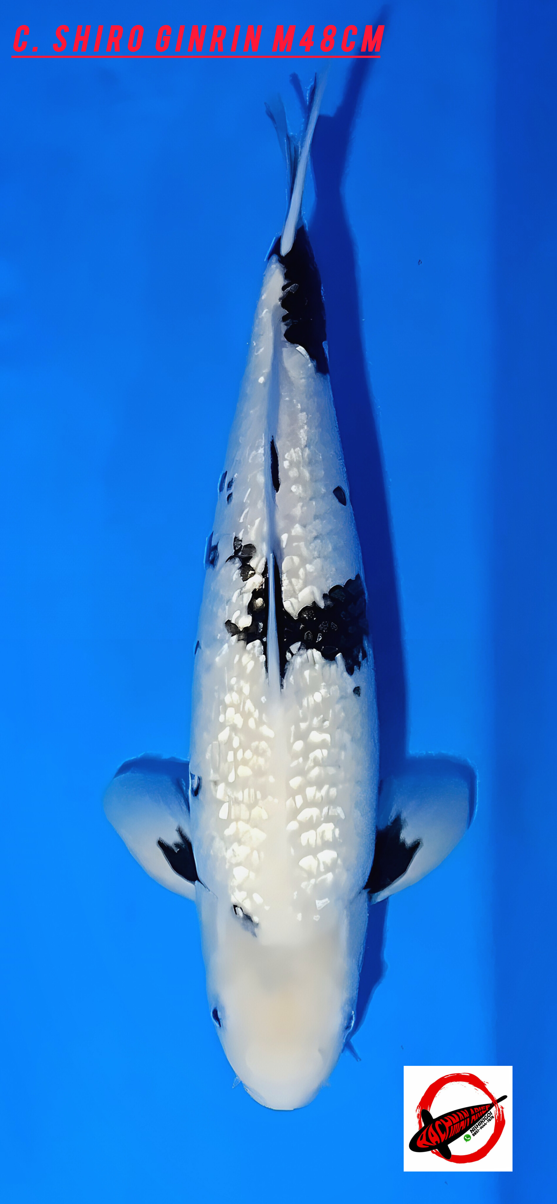 Lelang Koi Online, Jual Beli Ikan Koi, Pusat Jual Beli Koi, Info Lelang Koi Hari Ini, Platform Jual Beli Koi, Jual Beli Ikan Koi Online, Marketplace Ikan Koi, Jual Koi Terbaik, Tempat Beli Koi Berkualitas, Pasar Ikan Koi Online Terpercaya, Penjual Ikan Koi Terpercaya, Beli Koi Hias Online, Ikan Koi untuk Dijual, Koi Kualitas Terbaik, Toko Online Ikan Koi, Koi Hias Untuk Dijual, Jual Beli Ikan Koi Lokal, Koi Indonesia Online, Pusat Jual Beli Koi Terbesar