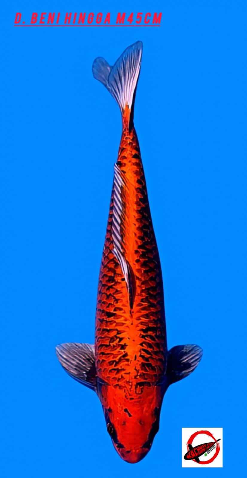 Lelang Koi Online, Jual Beli Ikan Koi, Pusat Jual Beli Koi, Info Lelang Koi Hari Ini, Platform Jual Beli Koi, Jual Beli Ikan Koi Online, Marketplace Ikan Koi, Jual Koi Terbaik, Tempat Beli Koi Berkualitas, Pasar Ikan Koi Online Terpercaya, Penjual Ikan Koi Terpercaya, Beli Koi Hias Online, Ikan Koi untuk Dijual, Koi Kualitas Terbaik, Toko Online Ikan Koi, Koi Hias Untuk Dijual, Jual Beli Ikan Koi Lokal, Koi Indonesia Online, Pusat Jual Beli Koi Terbesar