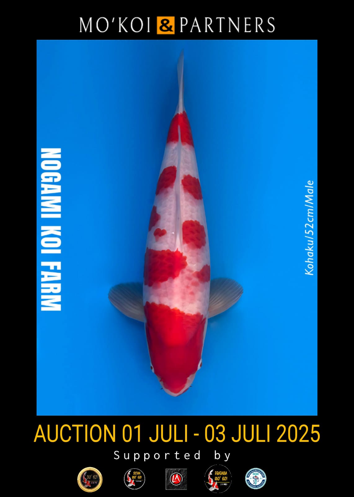 Lelang Koi Online, Jual Beli Ikan Koi, Pusat Jual Beli Koi, Info Lelang Koi Hari Ini, Platform Jual Beli Koi, Jual Beli Ikan Koi Online, Marketplace Ikan Koi, Jual Koi Terbaik, Tempat Beli Koi Berkualitas, Pasar Ikan Koi Online Terpercaya, Penjual Ikan Koi Terpercaya, Beli Koi Hias Online, Ikan Koi untuk Dijual, Koi Kualitas Terbaik, Toko Online Ikan Koi, Koi Hias Untuk Dijual, Jual Beli Ikan Koi Lokal, Koi Indonesia Online, Pusat Jual Beli Koi Terbesar