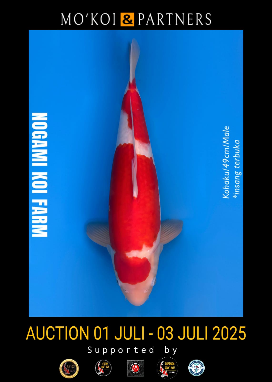 Lelang Koi Online, Jual Beli Ikan Koi, Pusat Jual Beli Koi, Info Lelang Koi Hari Ini, Platform Jual Beli Koi, Jual Beli Ikan Koi Online, Marketplace Ikan Koi, Jual Koi Terbaik, Tempat Beli Koi Berkualitas, Pasar Ikan Koi Online Terpercaya, Penjual Ikan Koi Terpercaya, Beli Koi Hias Online, Ikan Koi untuk Dijual, Koi Kualitas Terbaik, Toko Online Ikan Koi, Koi Hias Untuk Dijual, Jual Beli Ikan Koi Lokal, Koi Indonesia Online, Pusat Jual Beli Koi Terbesar