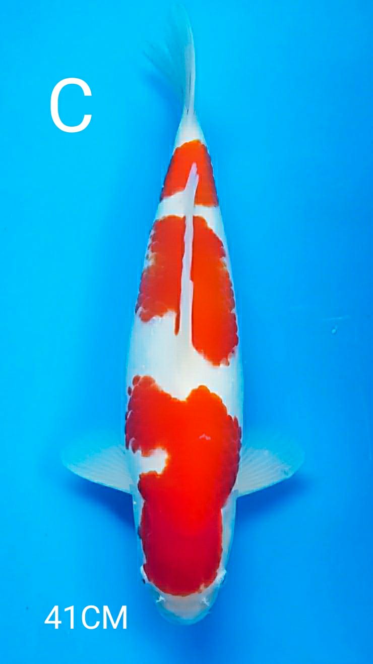 Lelang Koi Online, Jual Beli Ikan Koi, Pusat Jual Beli Koi, Info Lelang Koi Hari Ini, Platform Jual Beli Koi, Jual Beli Ikan Koi Online, Marketplace Ikan Koi, Jual Koi Terbaik, Tempat Beli Koi Berkualitas, Pasar Ikan Koi Online Terpercaya, Penjual Ikan Koi Terpercaya, Beli Koi Hias Online, Ikan Koi untuk Dijual, Koi Kualitas Terbaik, Toko Online Ikan Koi, Koi Hias Untuk Dijual, Jual Beli Ikan Koi Lokal, Koi Indonesia Online, Pusat Jual Beli Koi Terbesar
